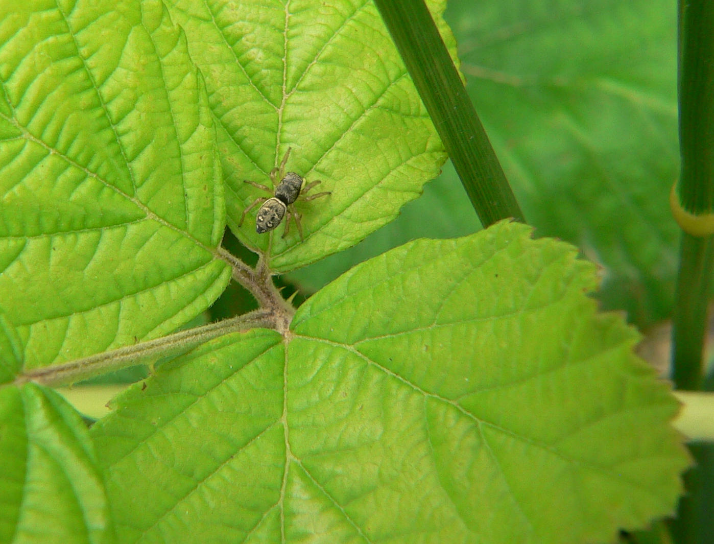 Salticidae, probabile Heliophanus sp.