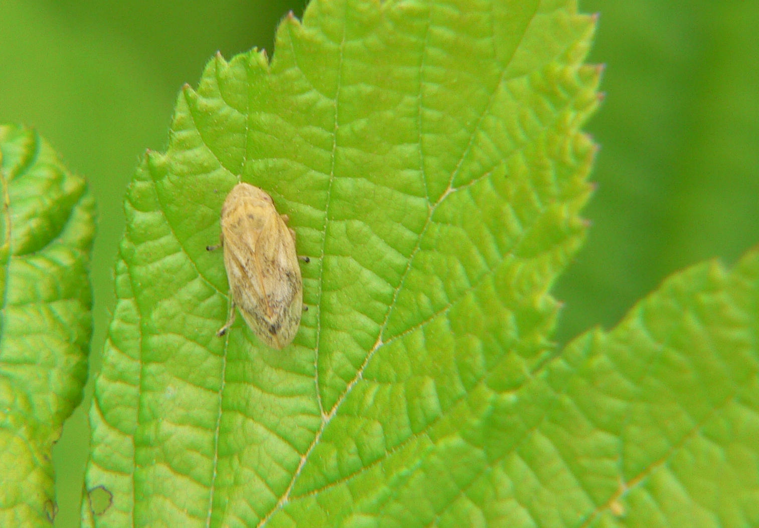 Philaenus spumarius ?