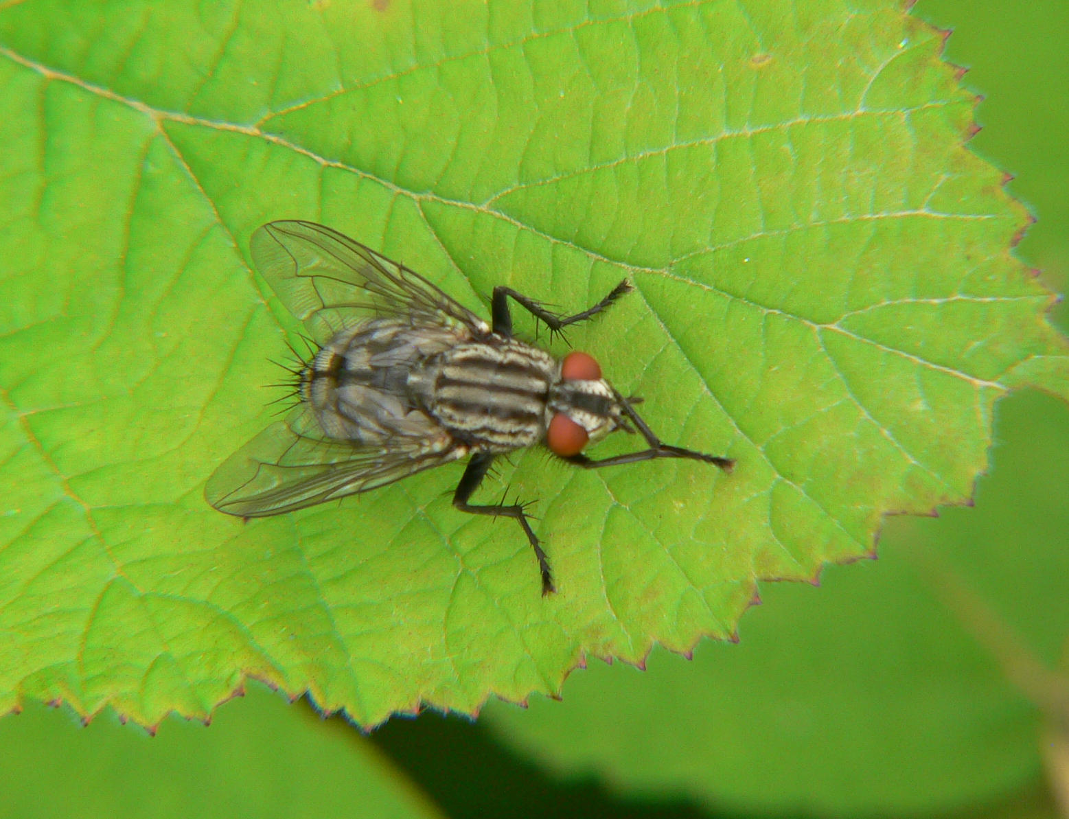 Diptero Sarcophagidae ?