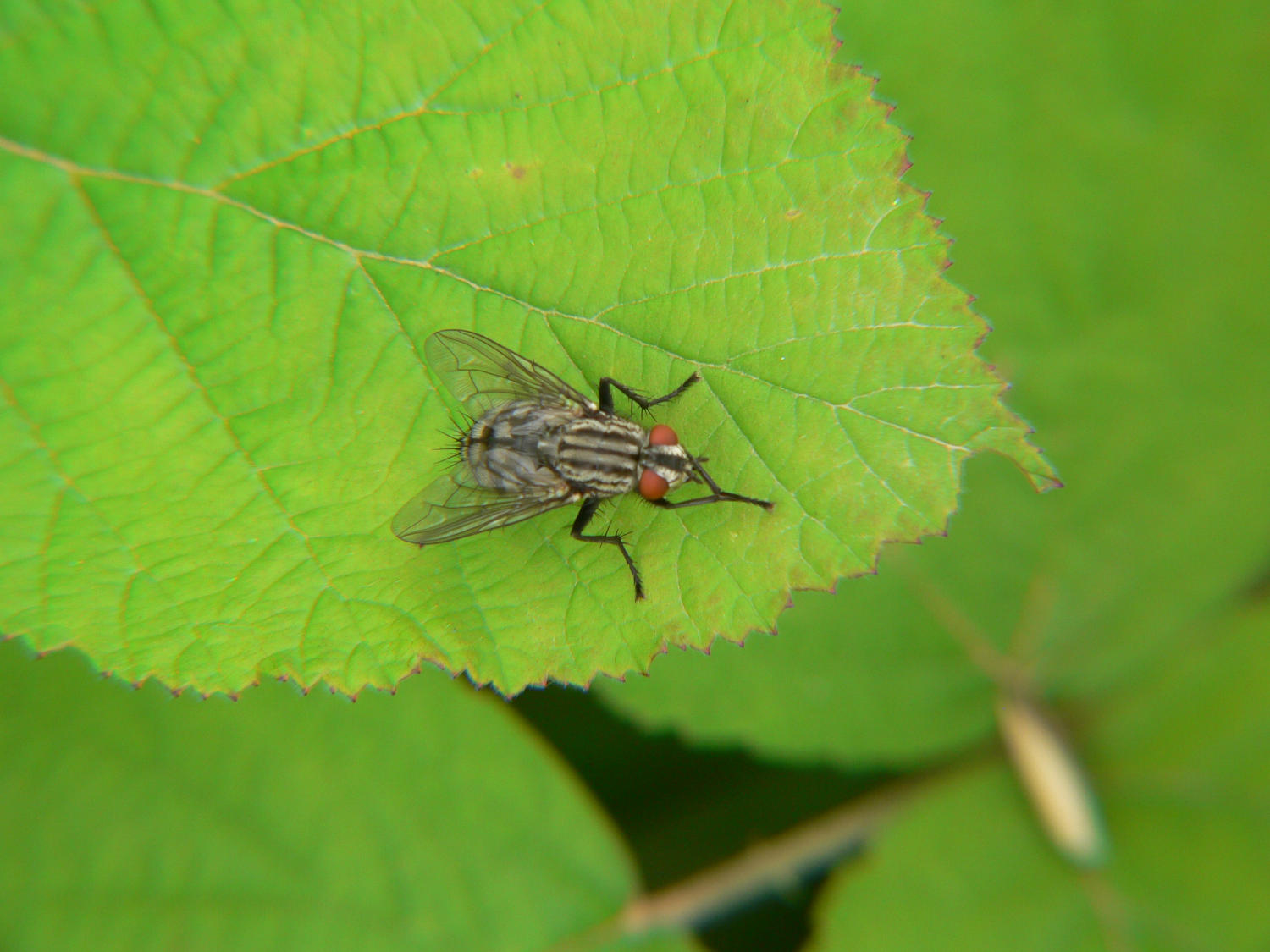 Sarcophagidae.