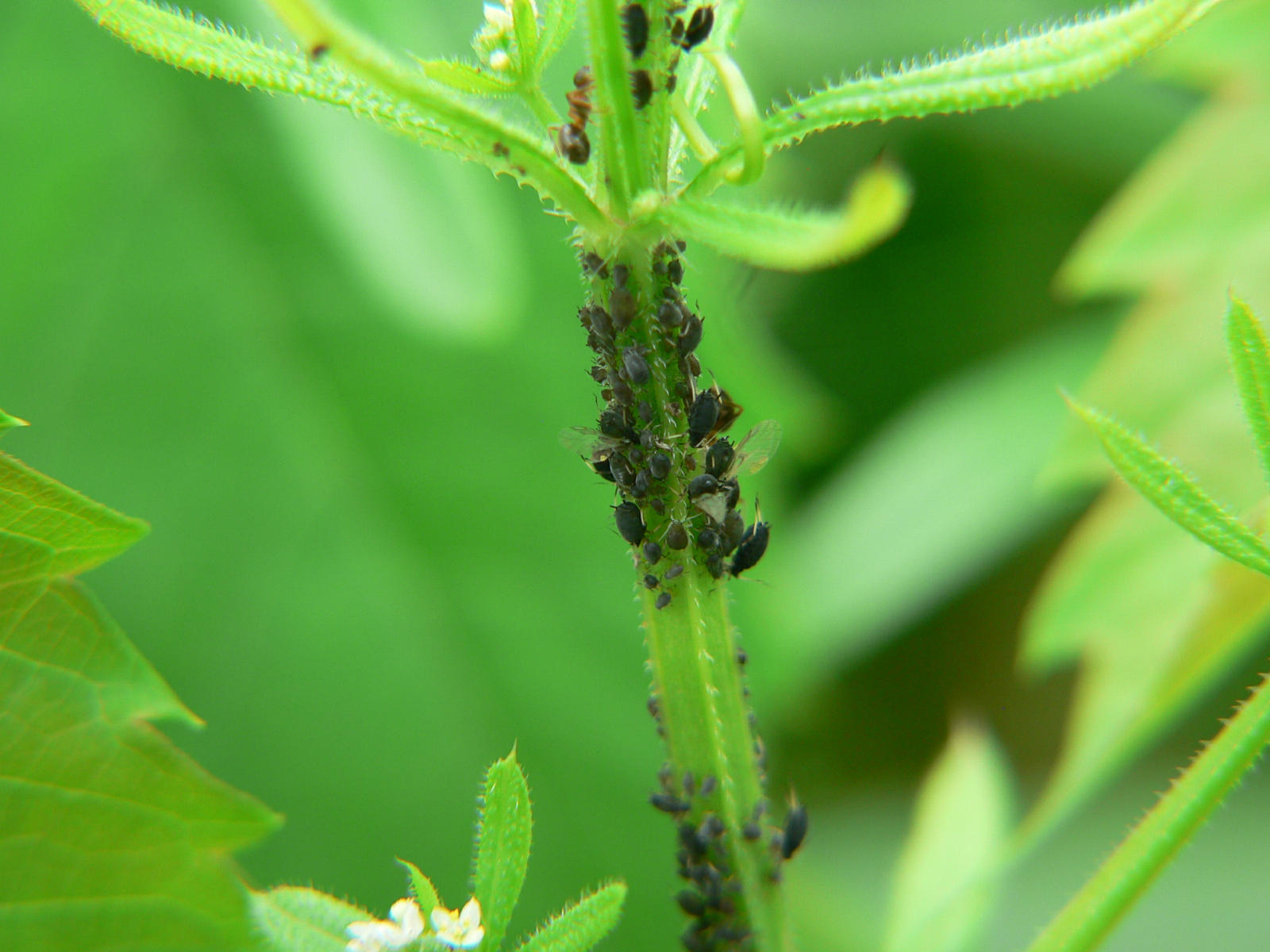 Aphididae
