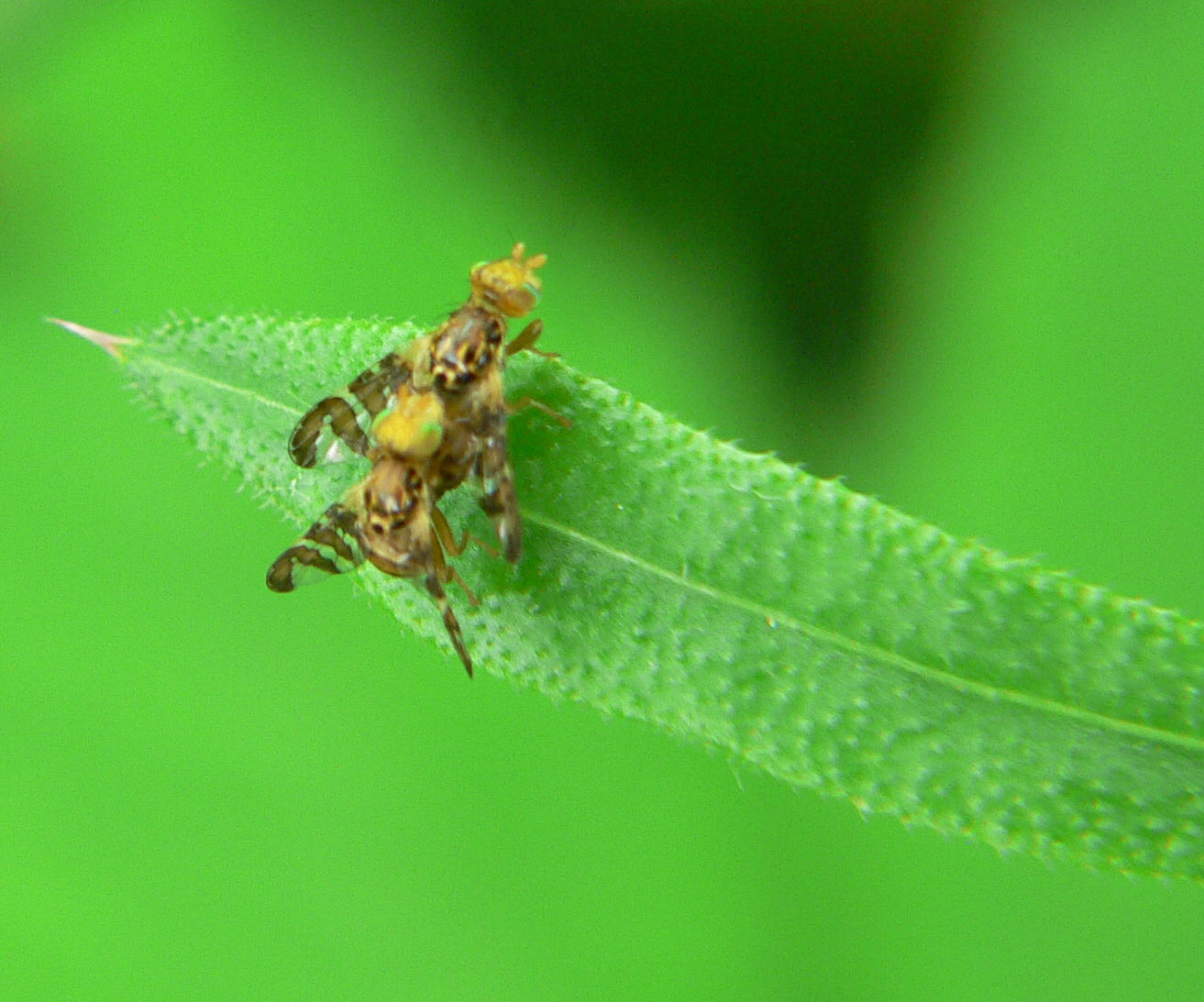 Diptera Tephritidae ?