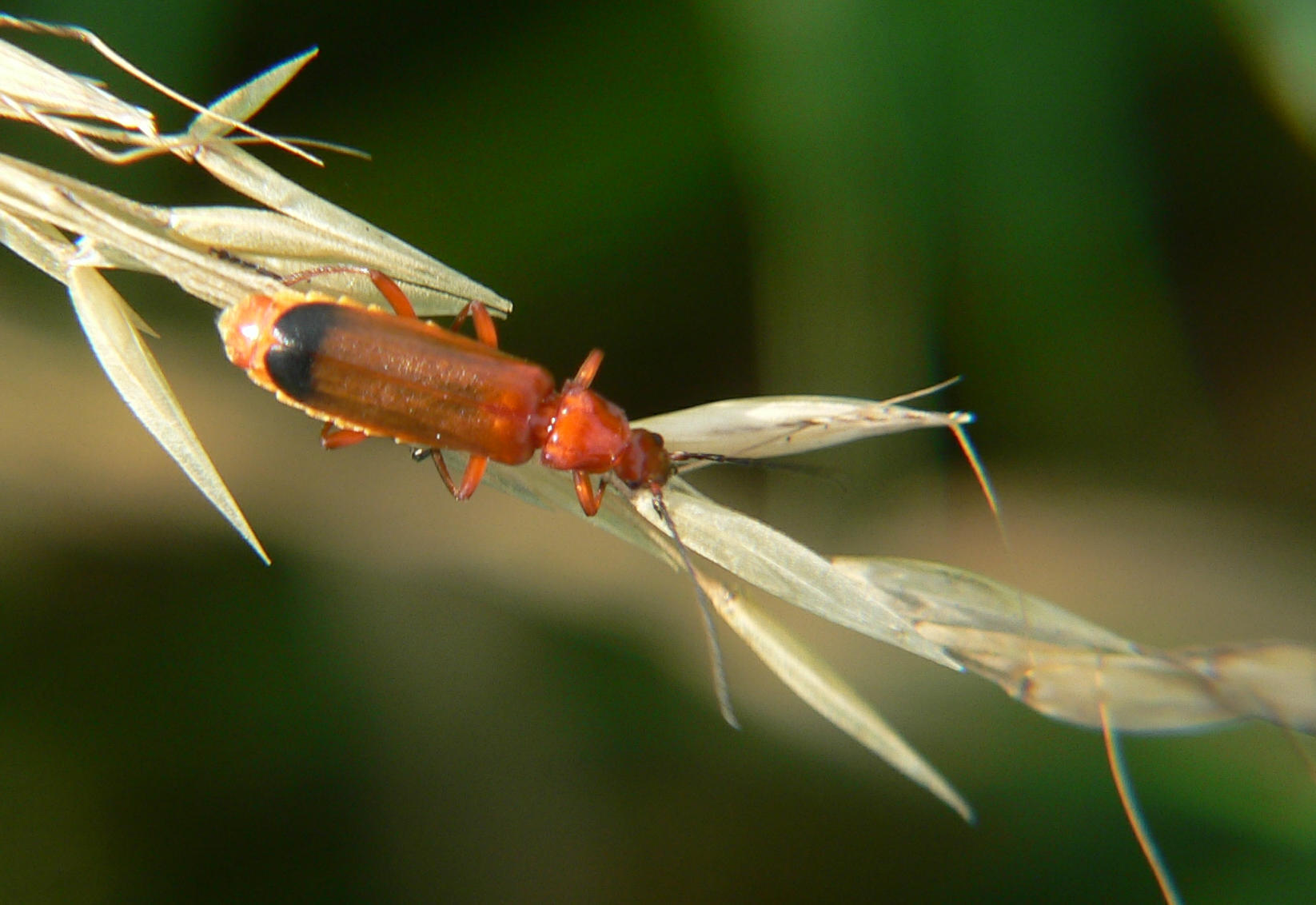 Rhagonycha fulva di Segrate