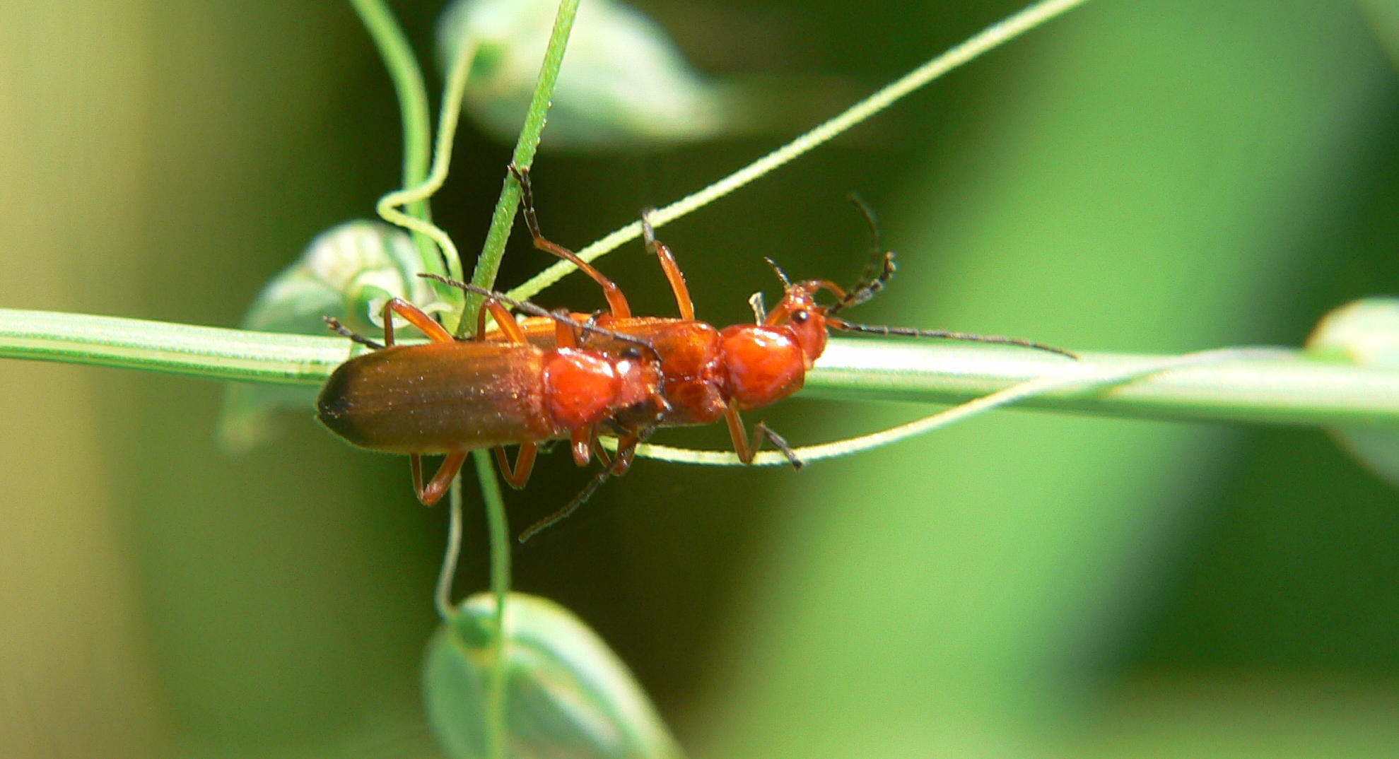 Rhagonycha fulva di Segrate