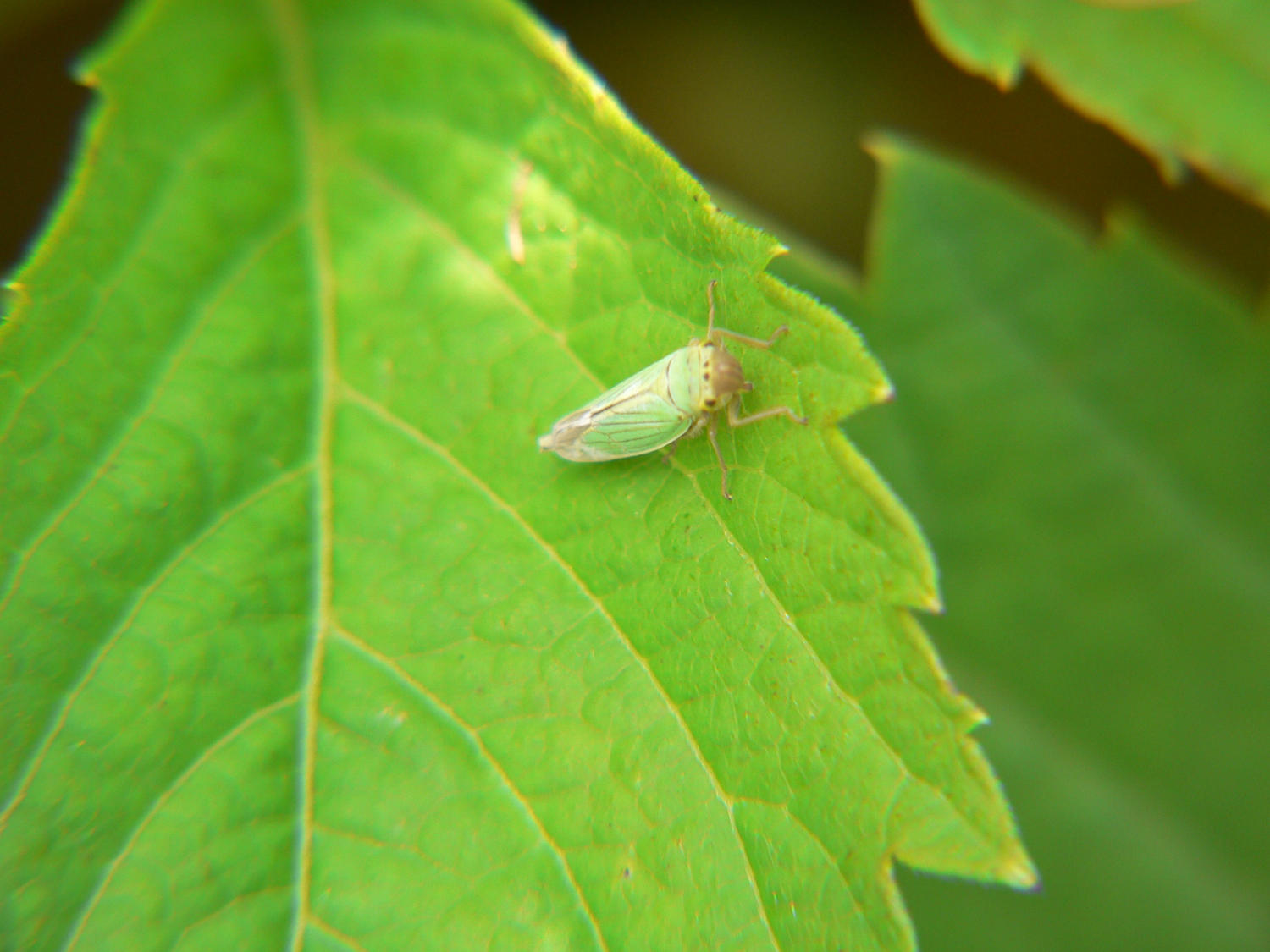 Cicadella viridis