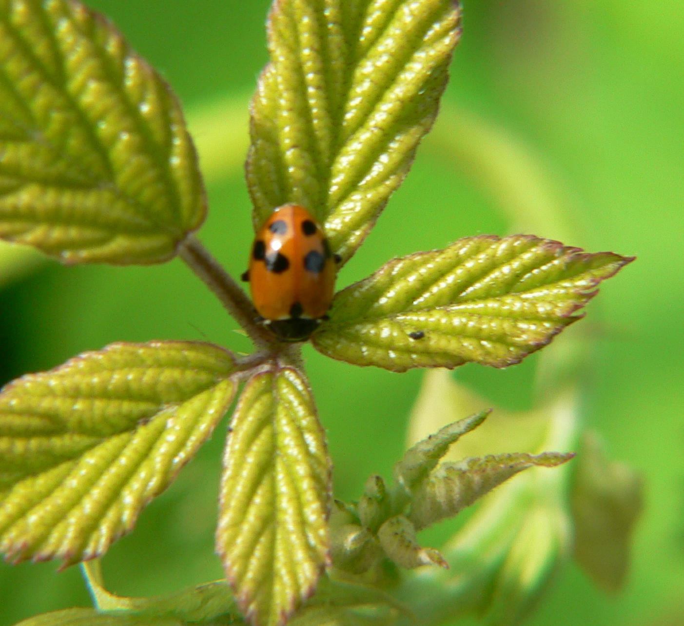 Hippodamia variegata