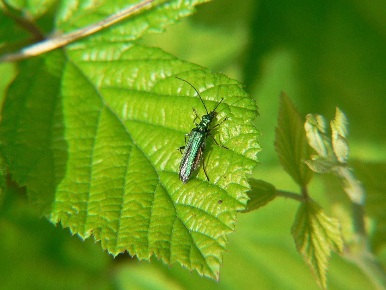 Oedemera nobilis (femmina) di Segrate