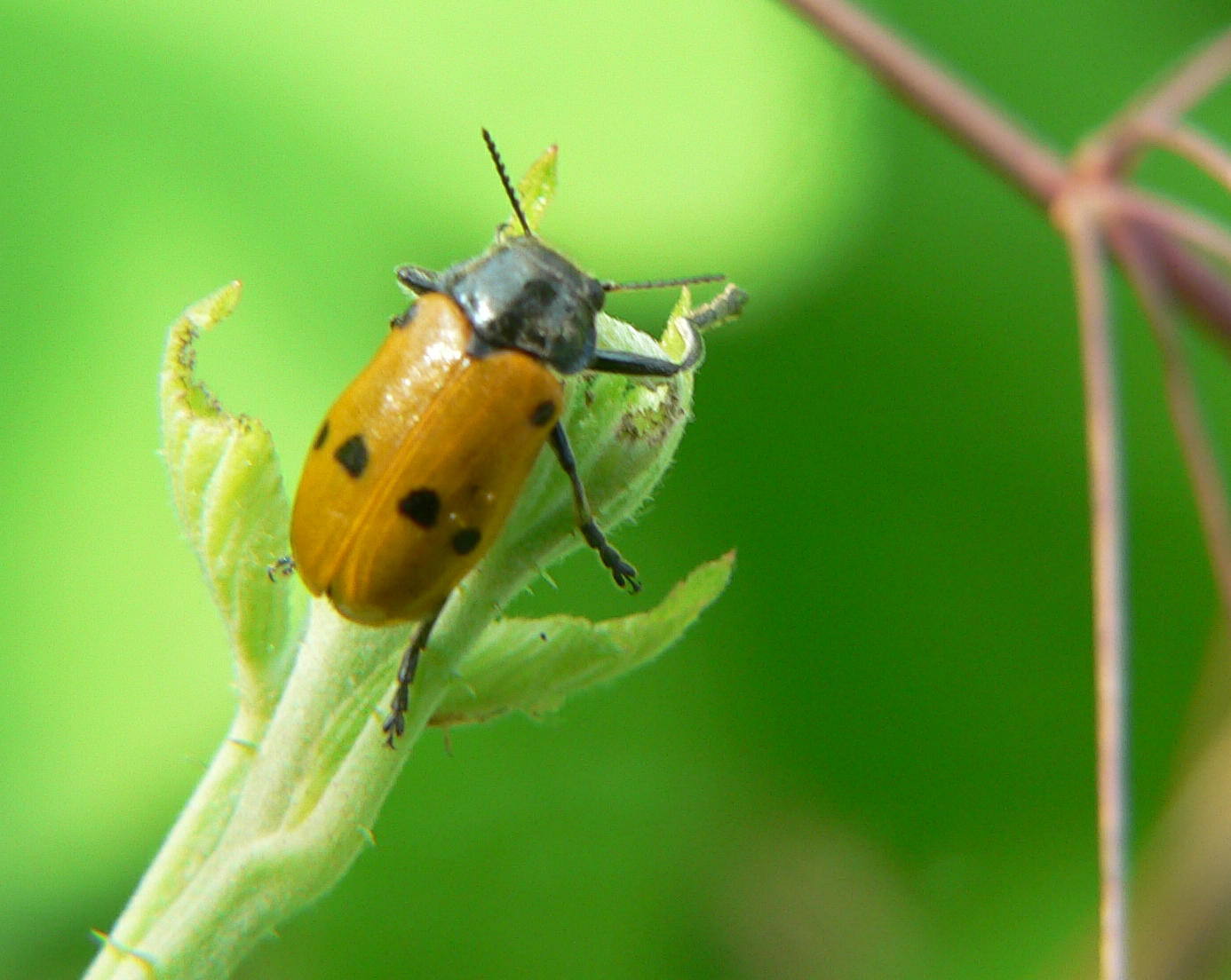 Lachnaia italica italica