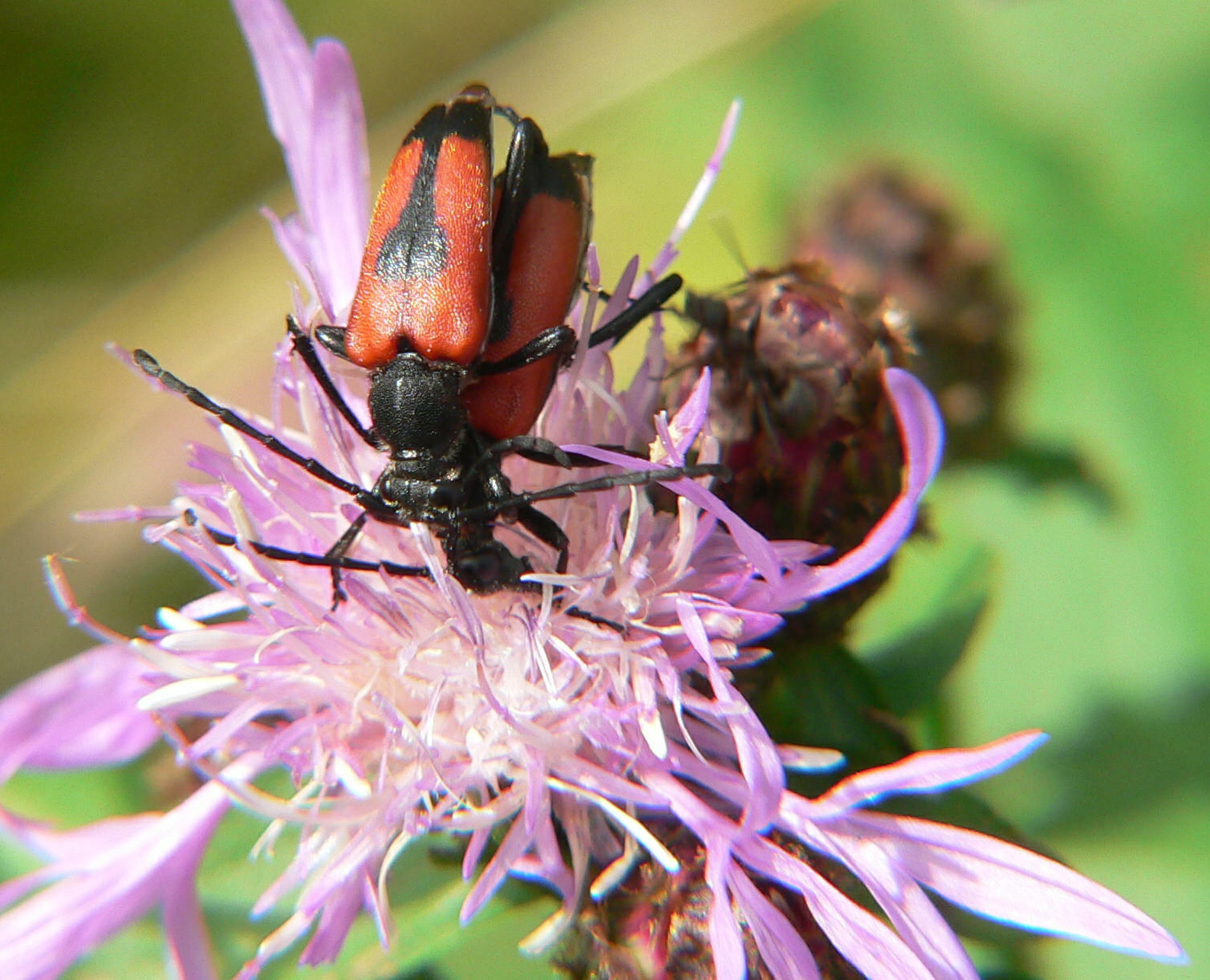 Stictoleptura cordigera di Segrate