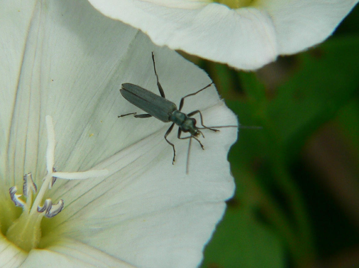 Oedemera virescens ?