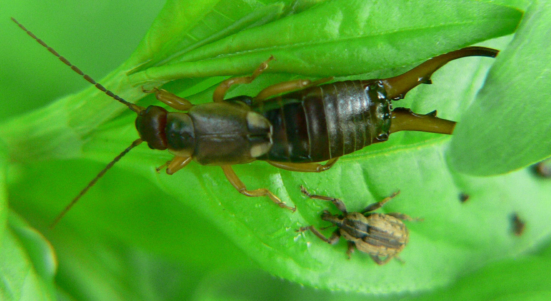 Forficula auricularia di Segrate