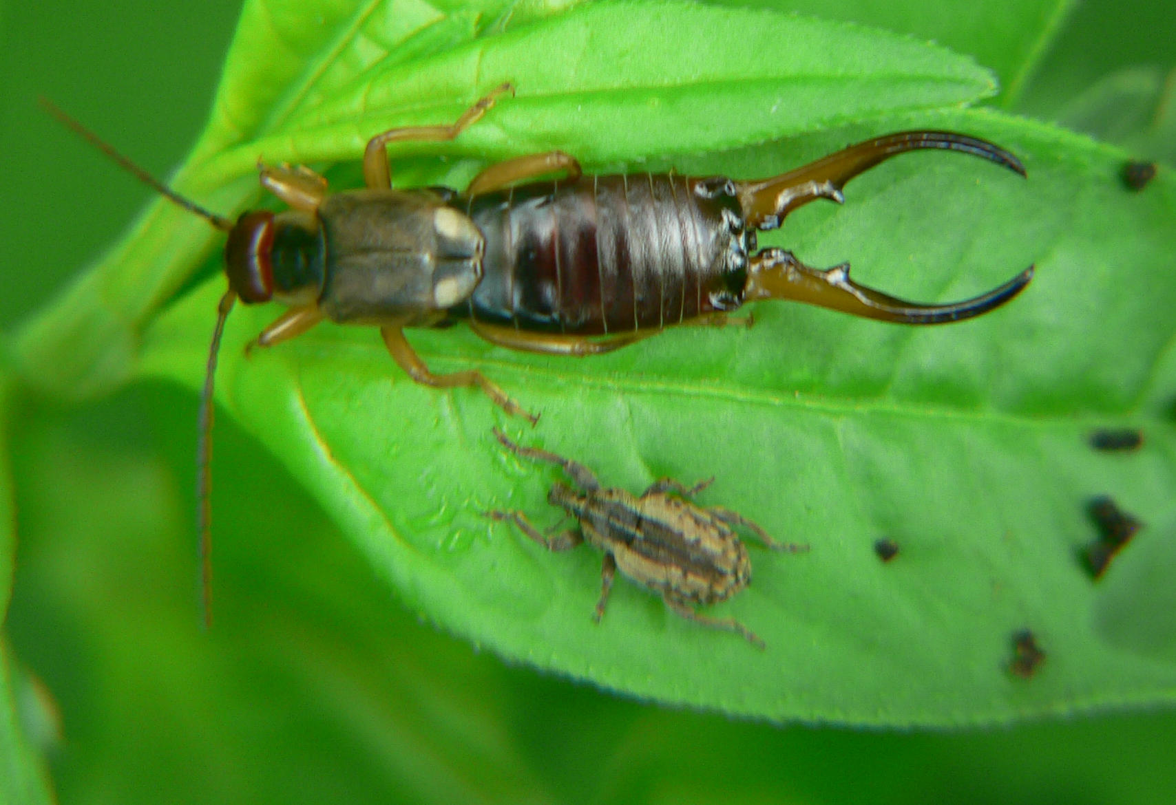 Curculionidae