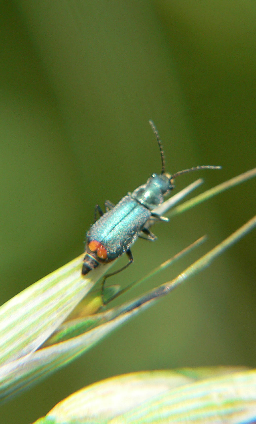 Malachius bipustulatus