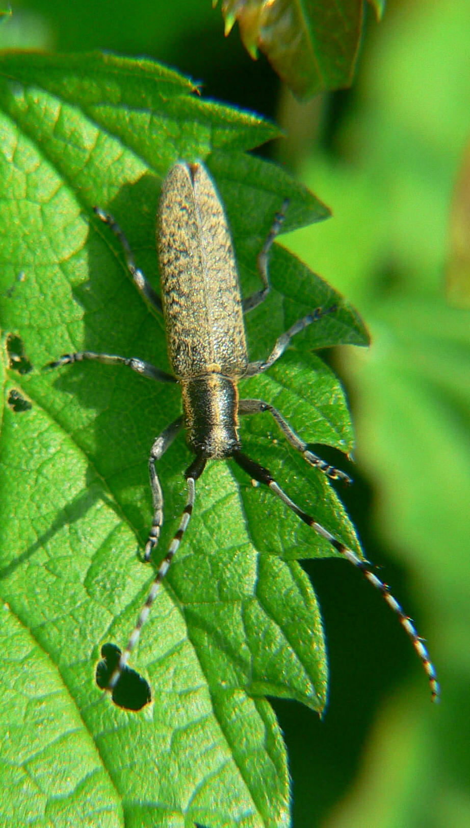 Agapanthia villosoviridescens a Segrate