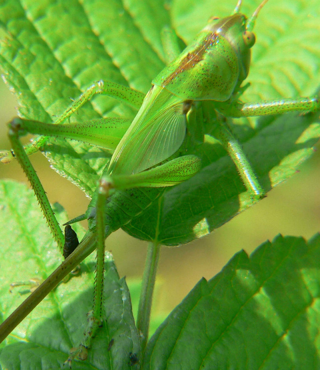 Tettigonia viridissima - giovane femmina