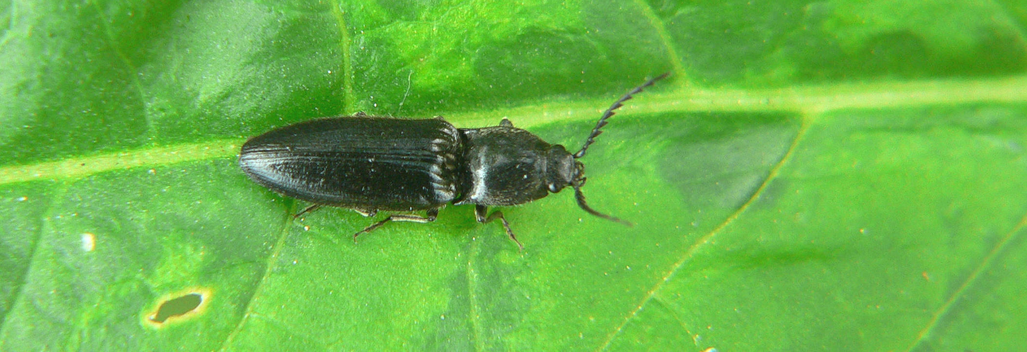Hemicrepidius hirtus di Segrate