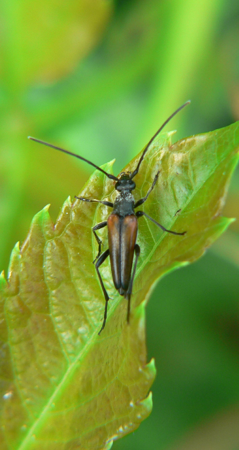 Stenurella melanura di Segrate