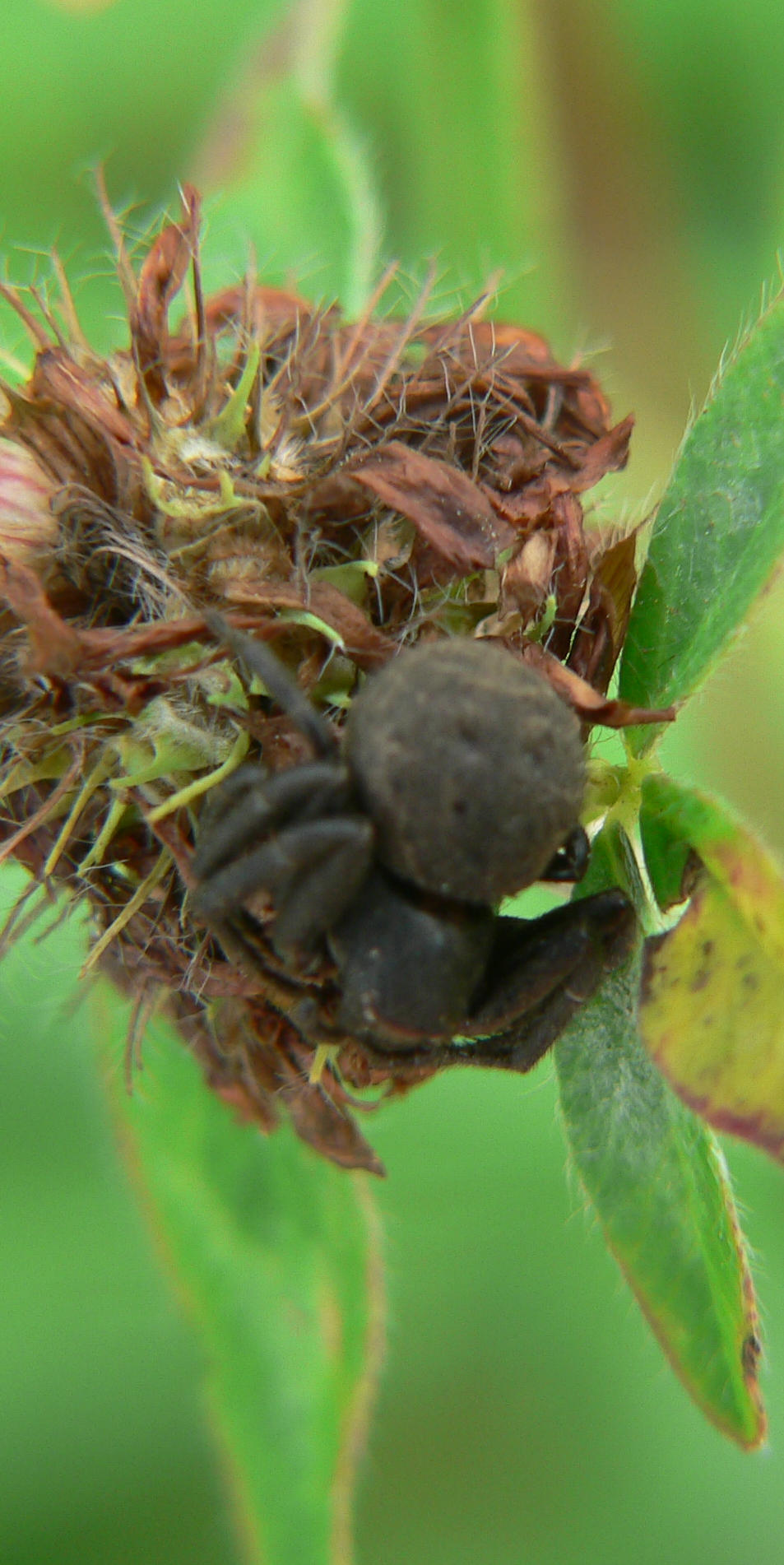 Xysticus sp.