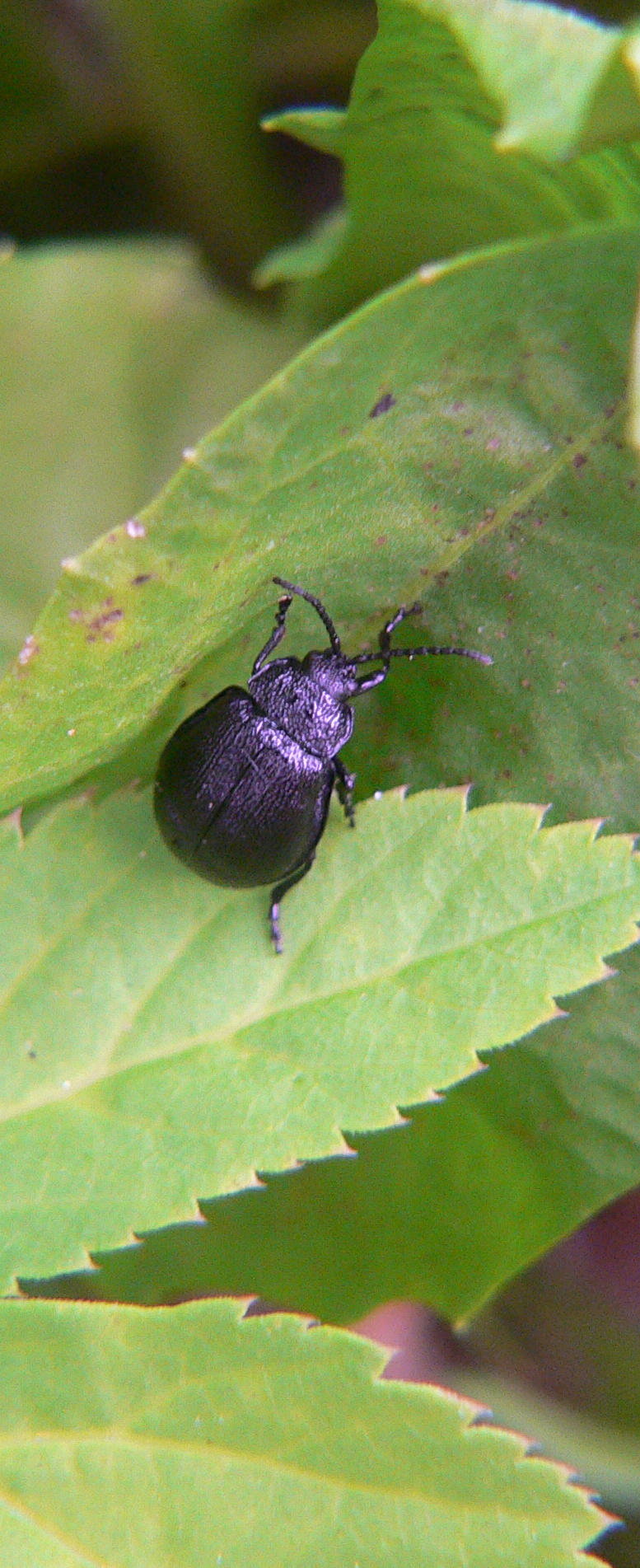 Galeruca ?