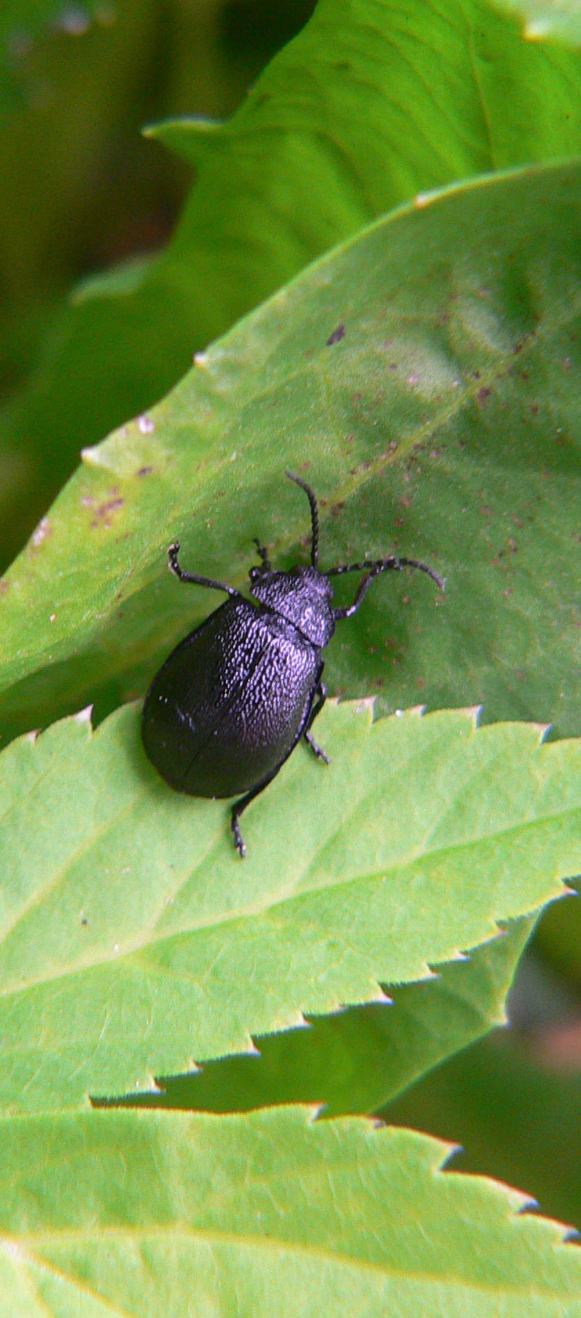 Galeruca ?