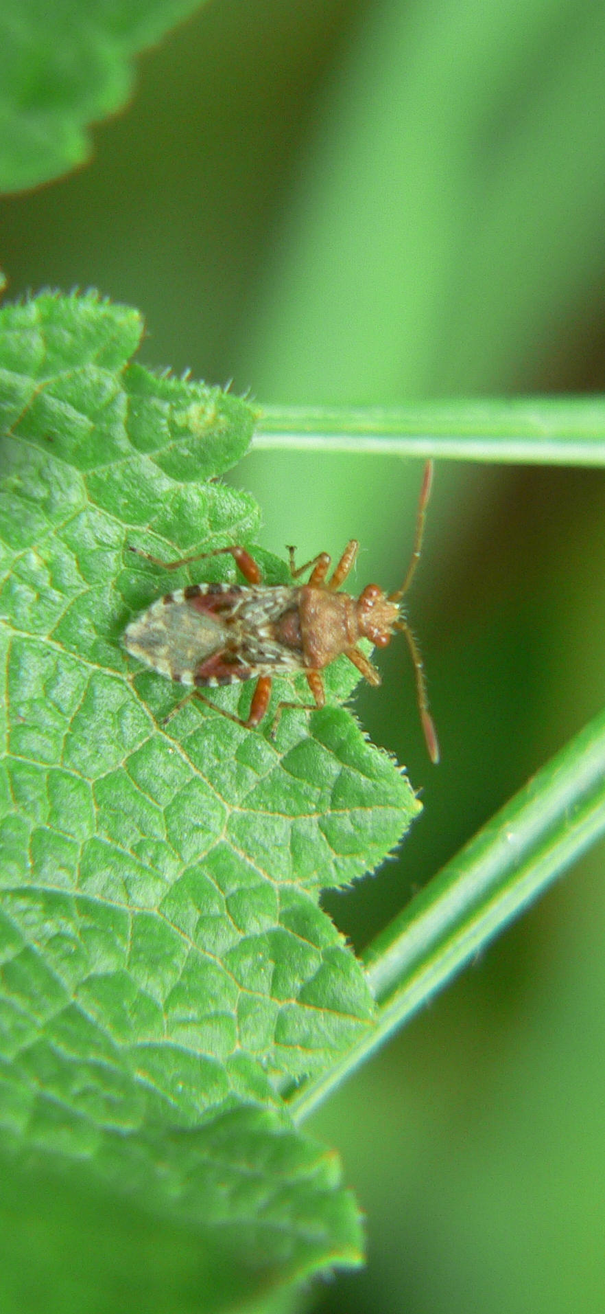Rhopalus subrufus