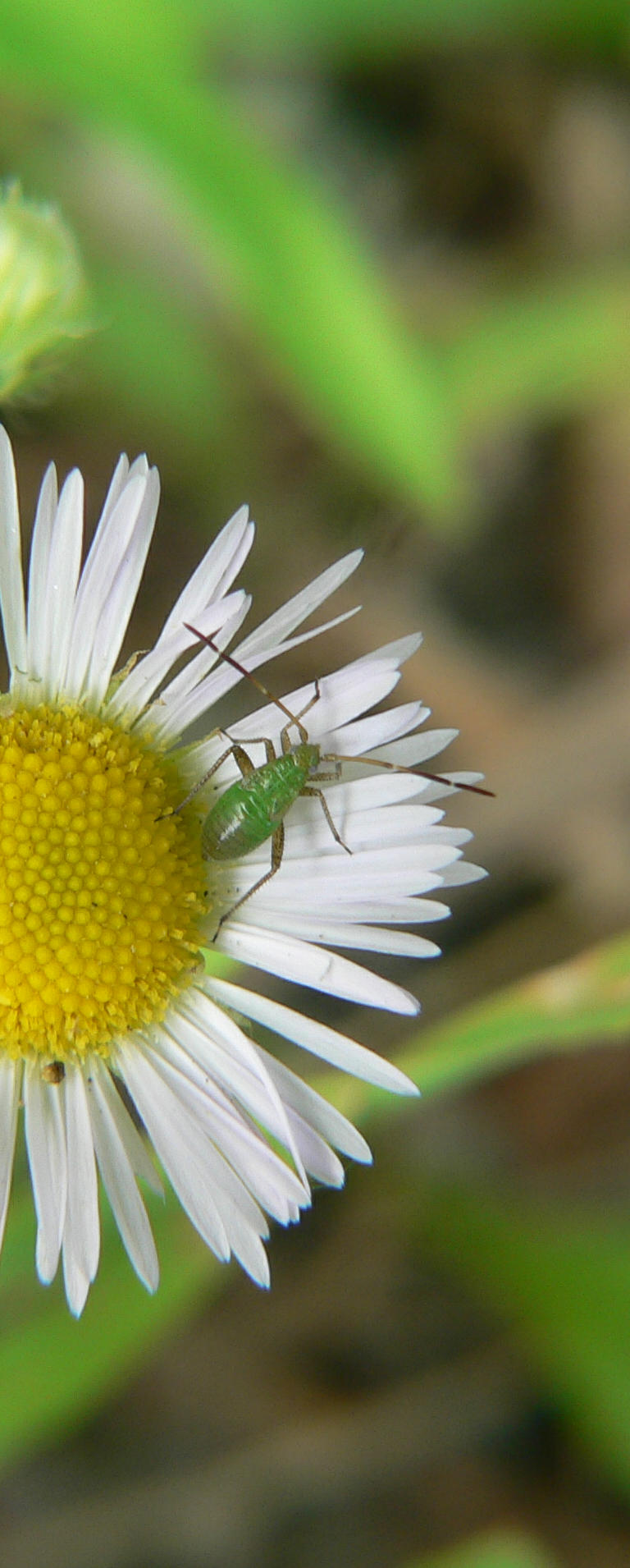 ninfa di Miridae