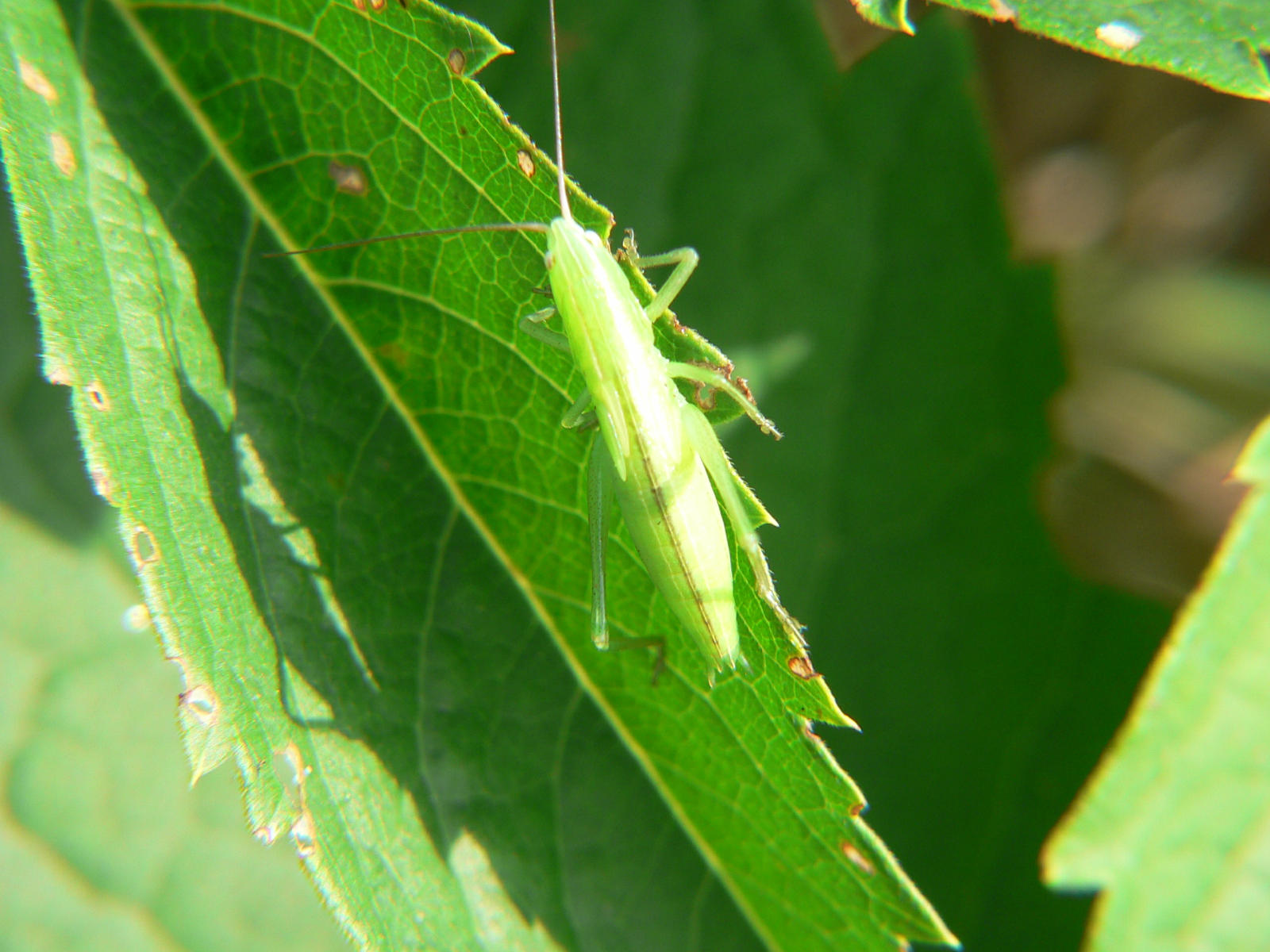 Ruspolia nitidula - ninfa