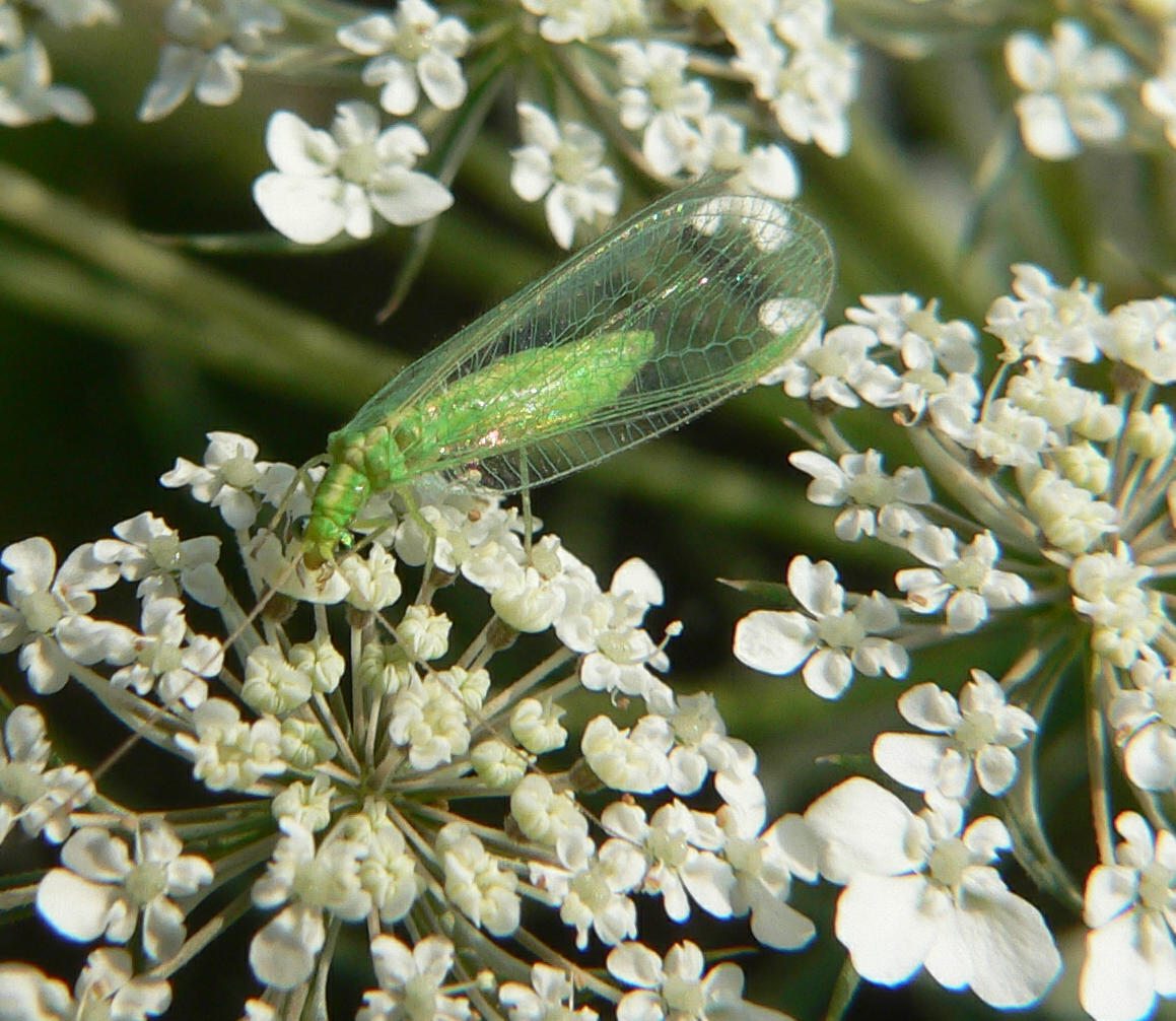 Chrysoperla sp.