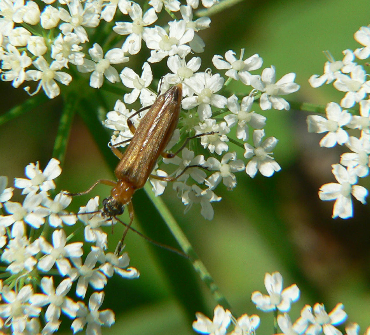 Oedemera podagrariae al Lago di Como