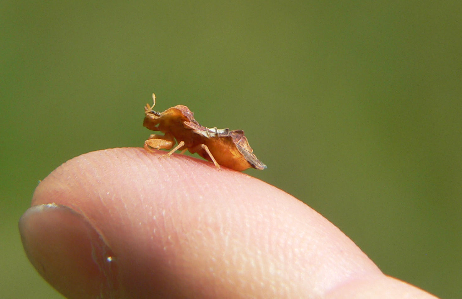 Coreidae ? (no Reduvide: genere Phymata)