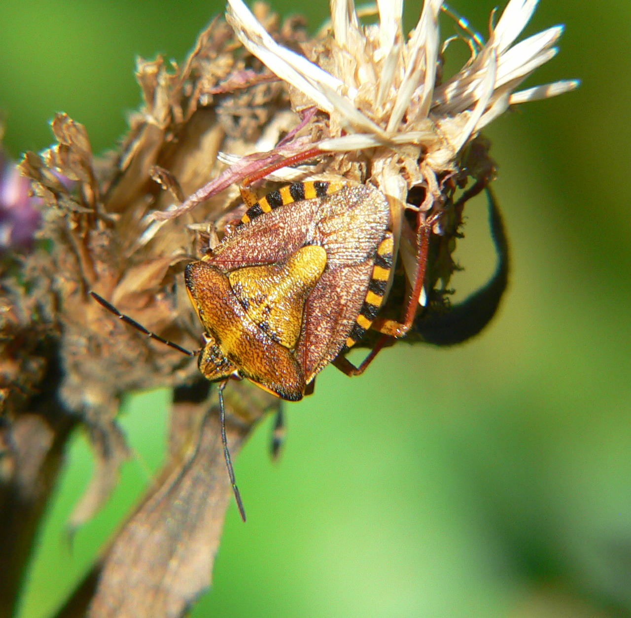 Carpocoris purpureipennis ?