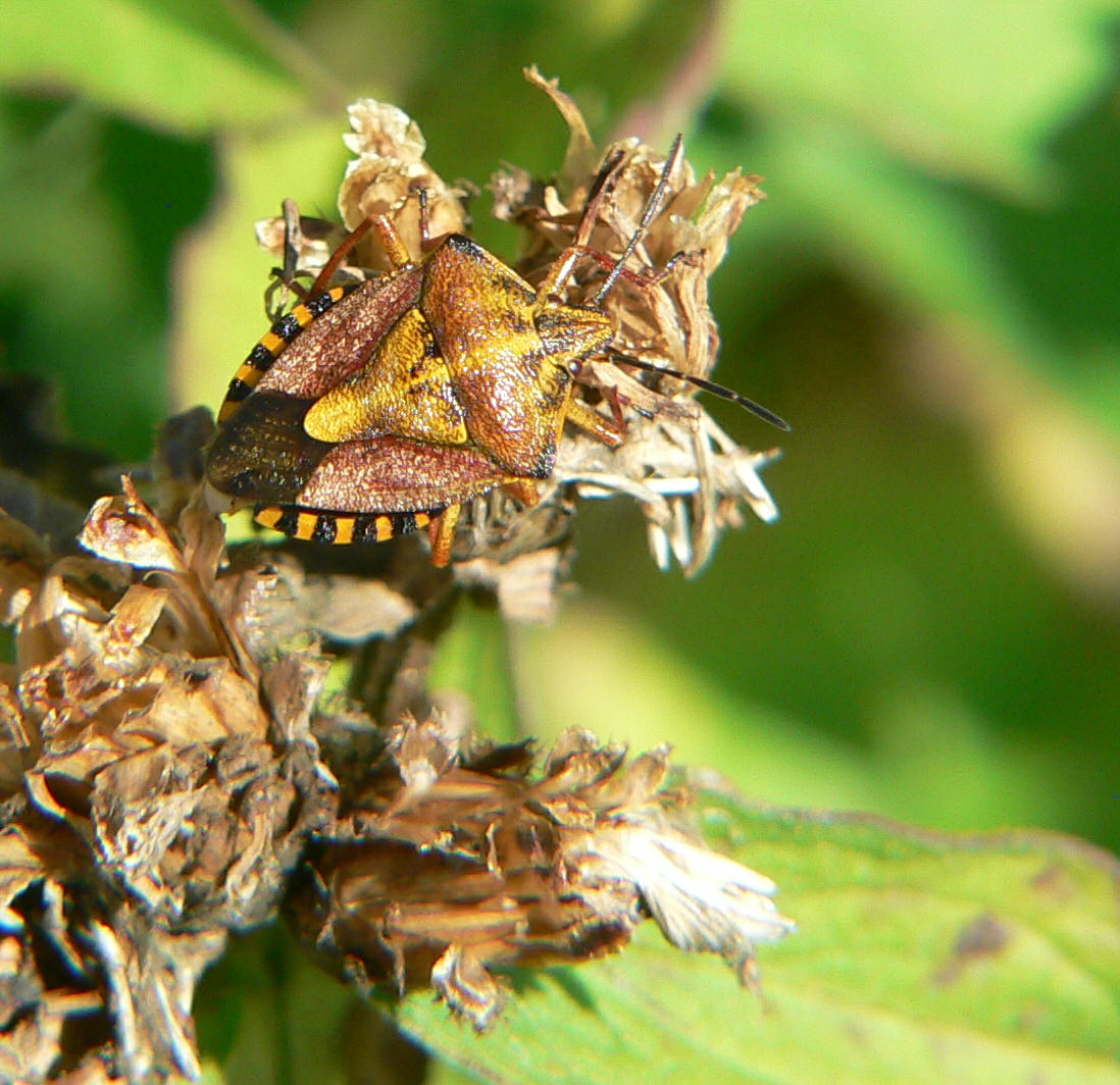 Carpocoris purpureipennis ?