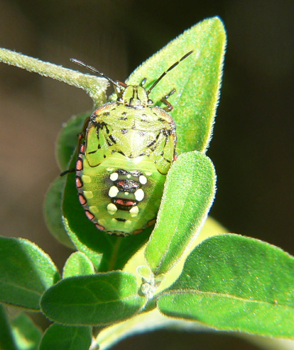 Nezara viridula