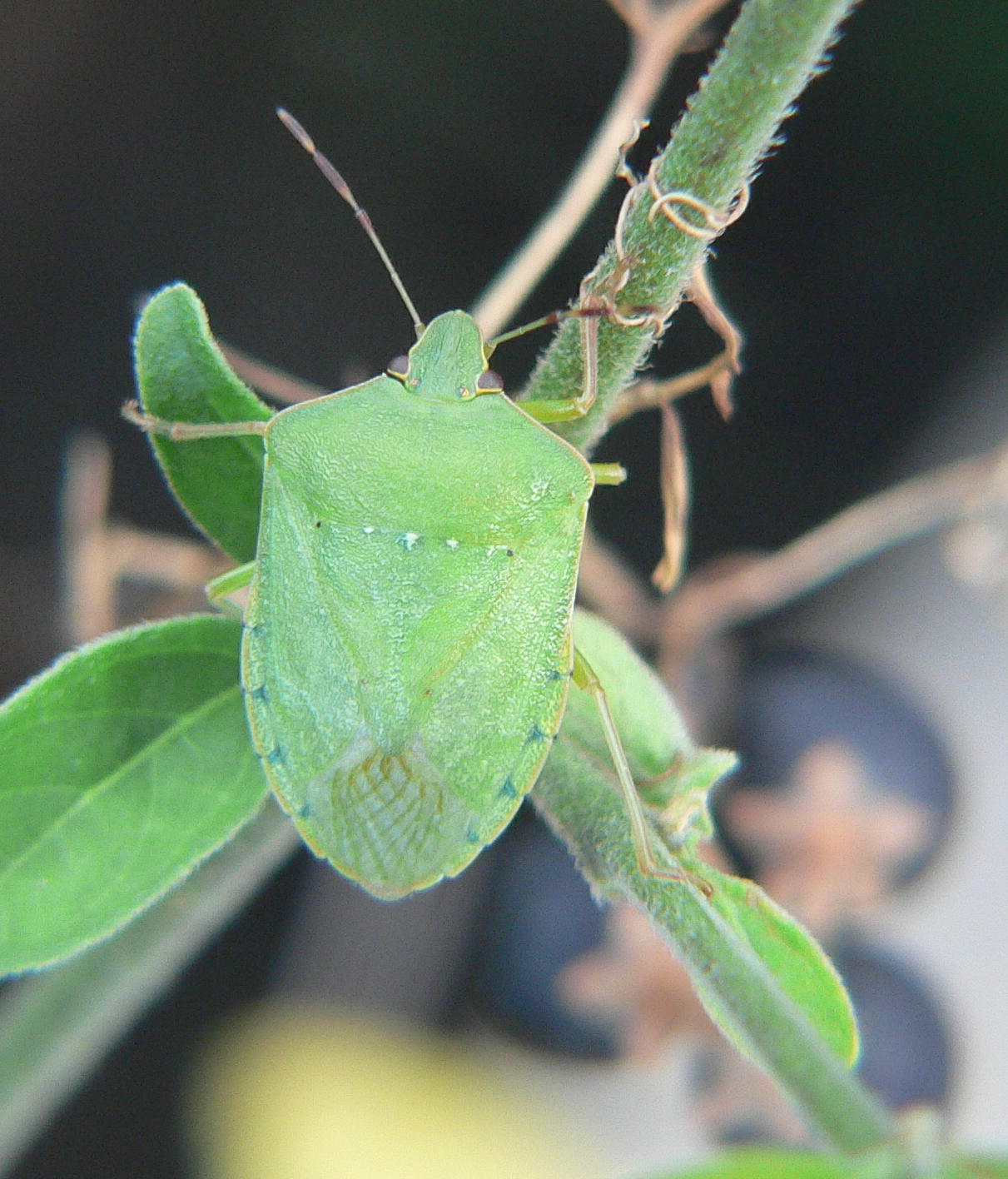 Nezara viridula