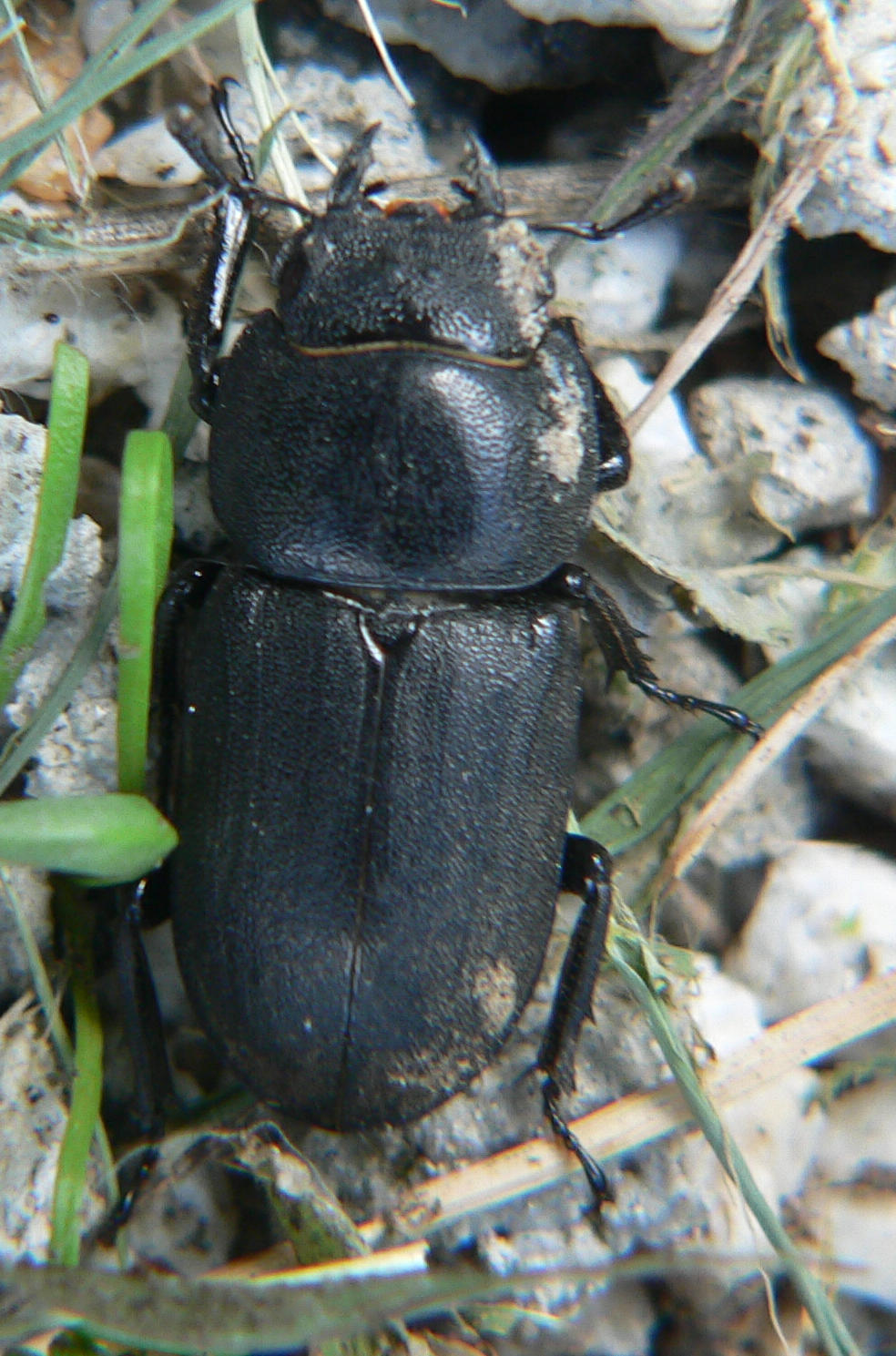 Dorcus parallelipipedus del Lago di Como