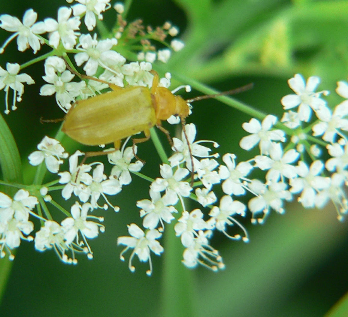 Cteniopus sulphureus del Lago di Como