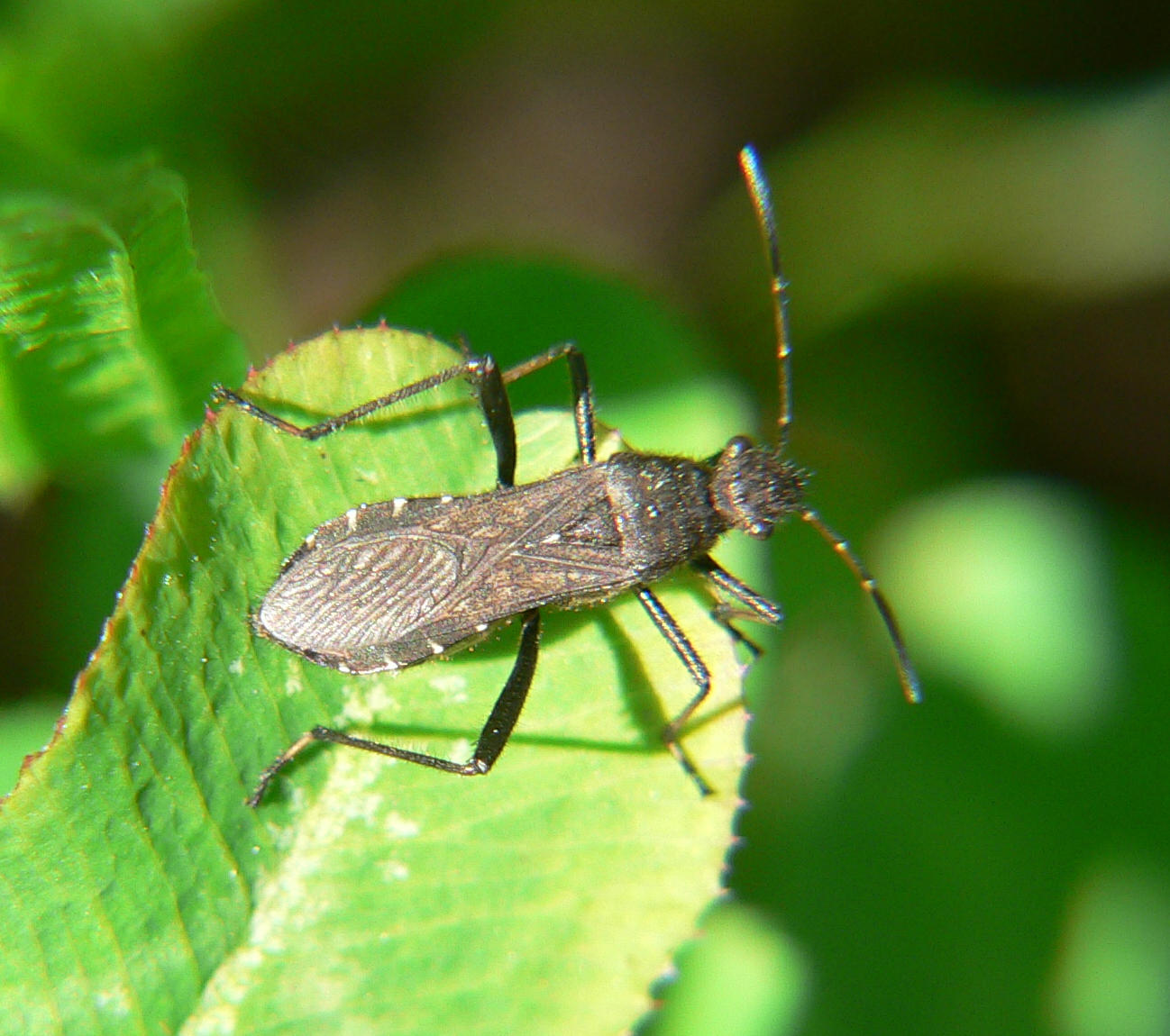 Alydus calcaratus