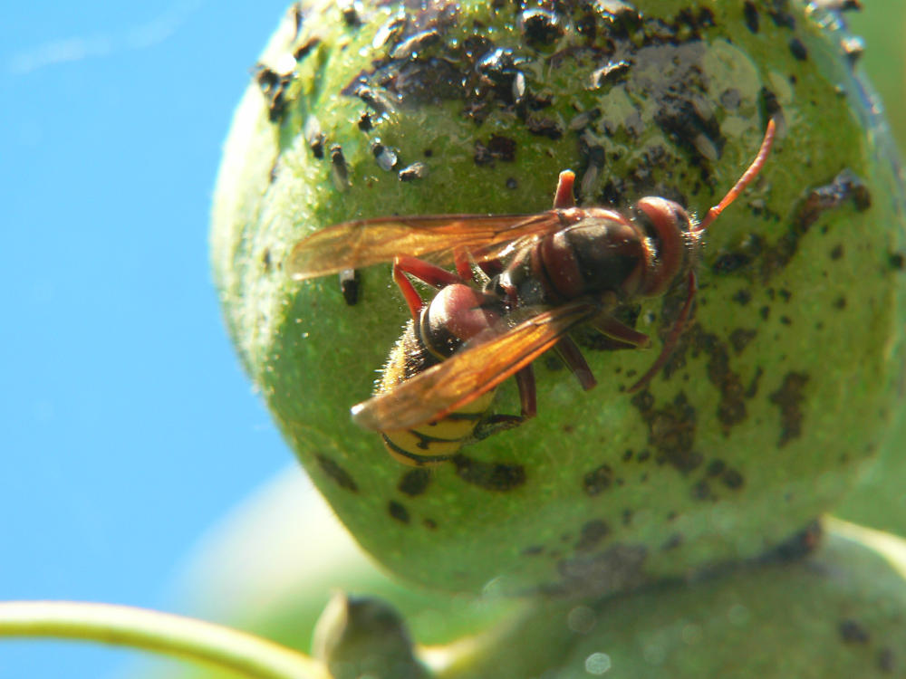 Vespa crabro ?