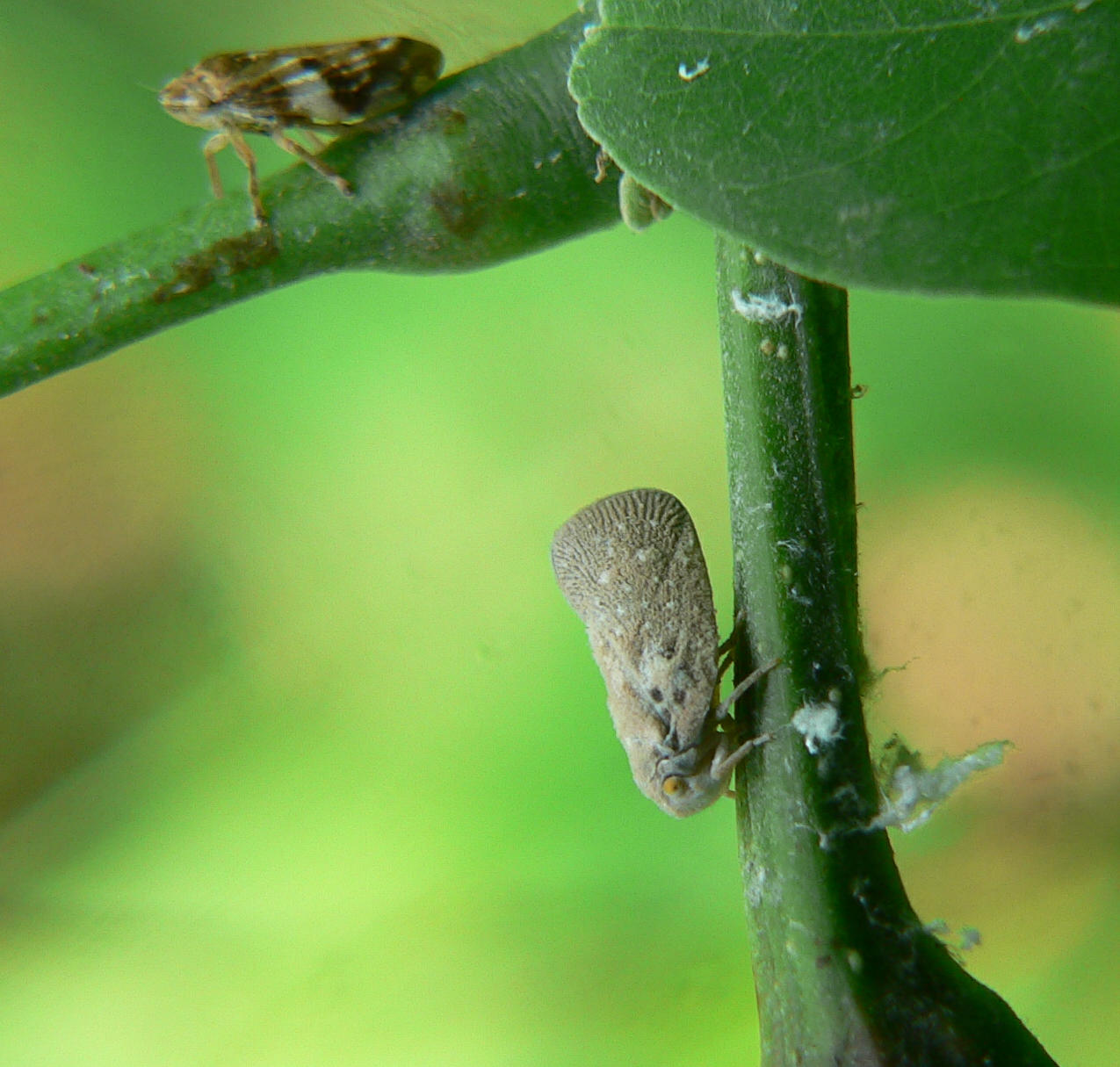 Metcalfa pruinosa e Philaenus spumarius
