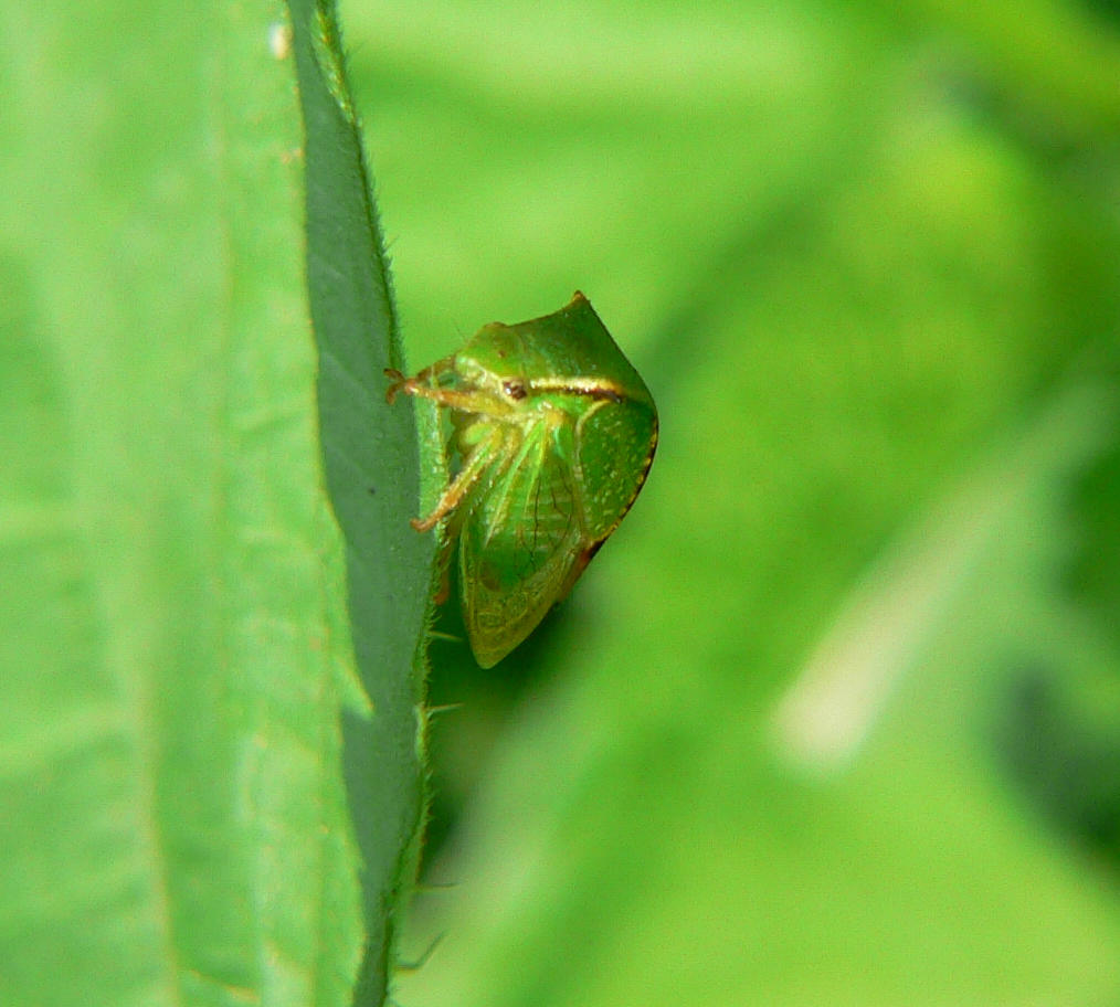 Stictocephala bisonia