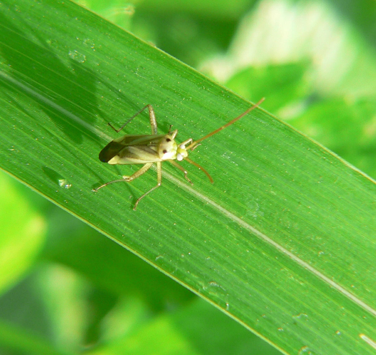 Miridae