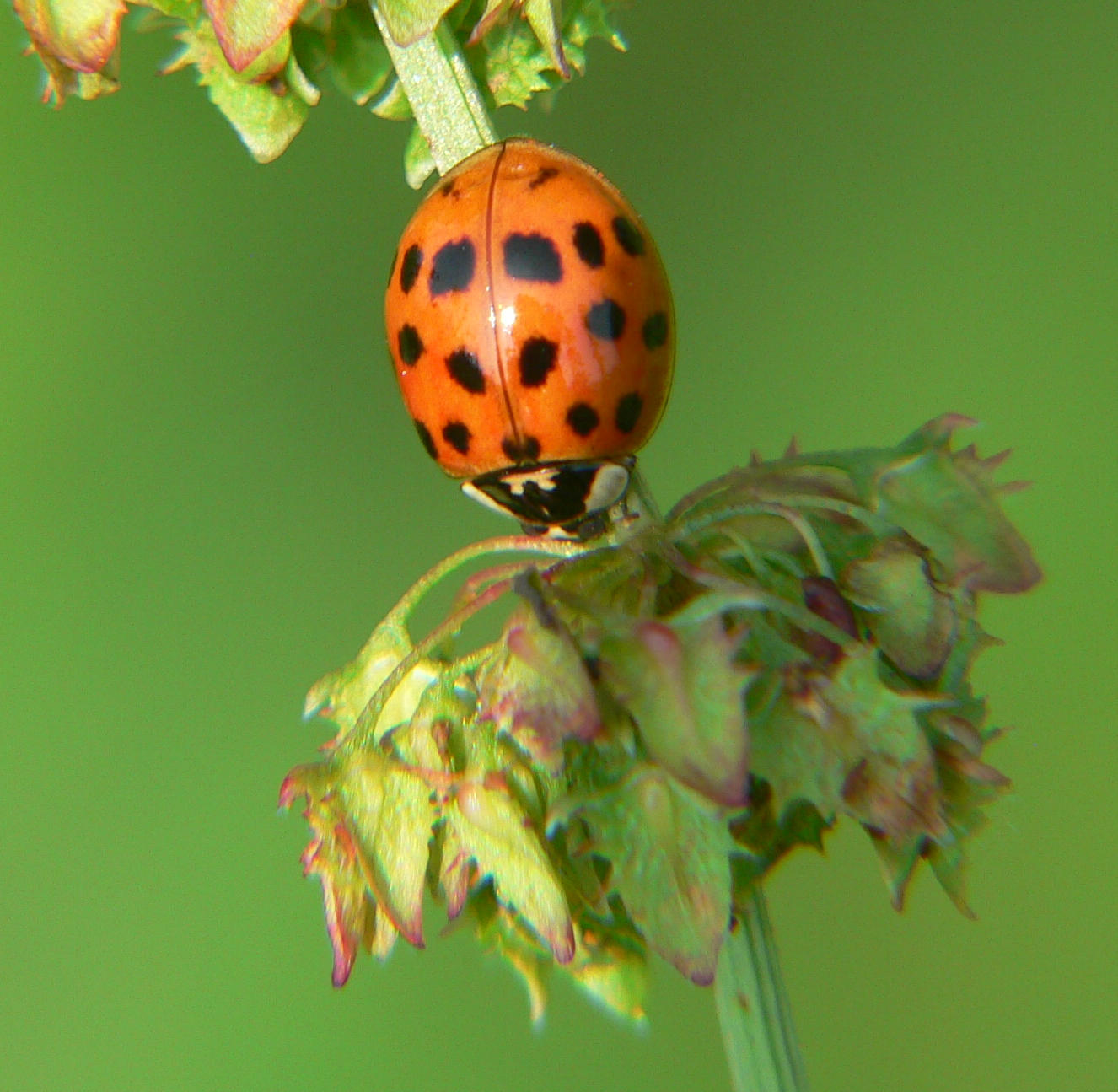 Harmonia axyridis a Segrate