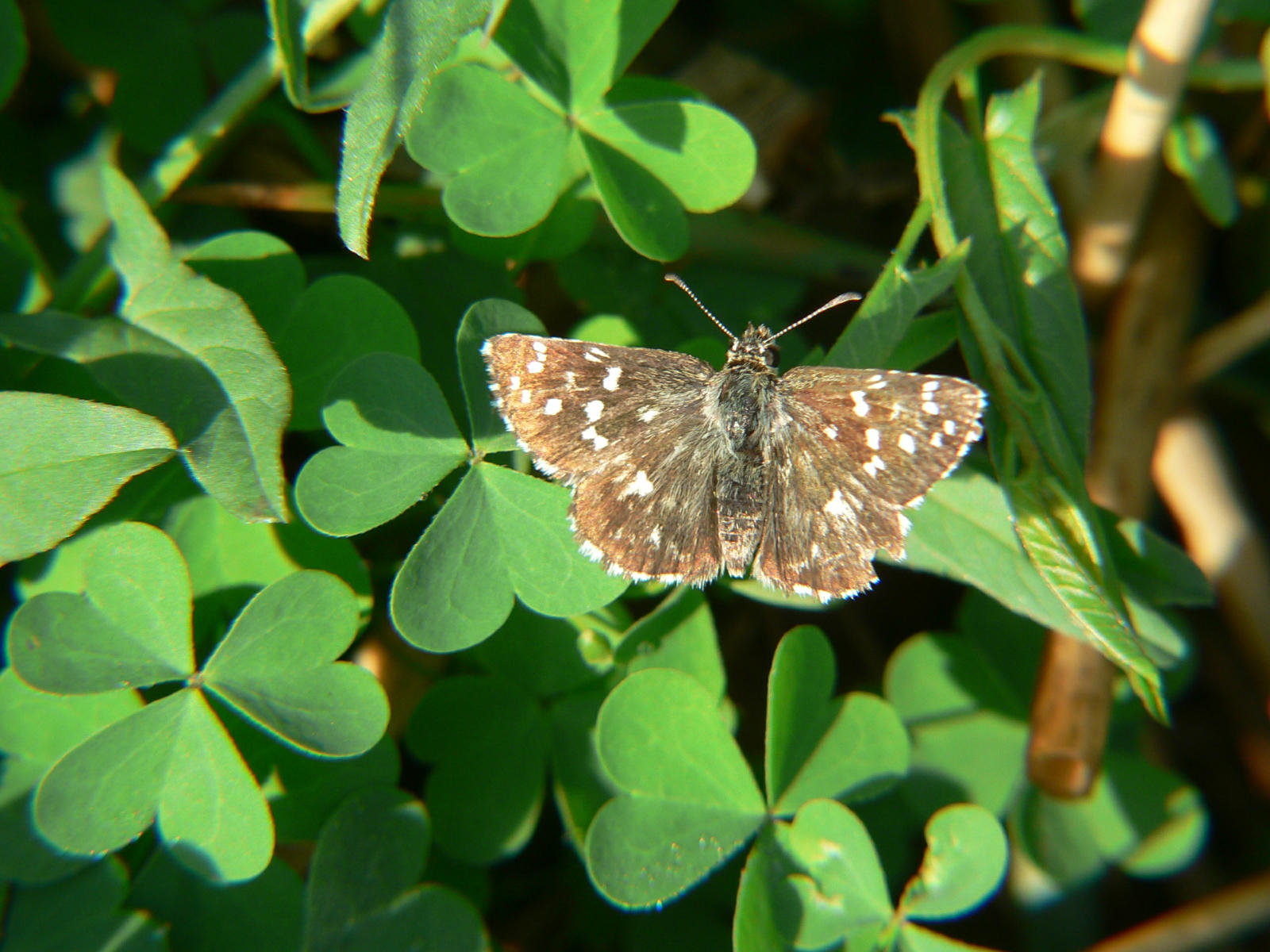 Pyrgus malvae ?