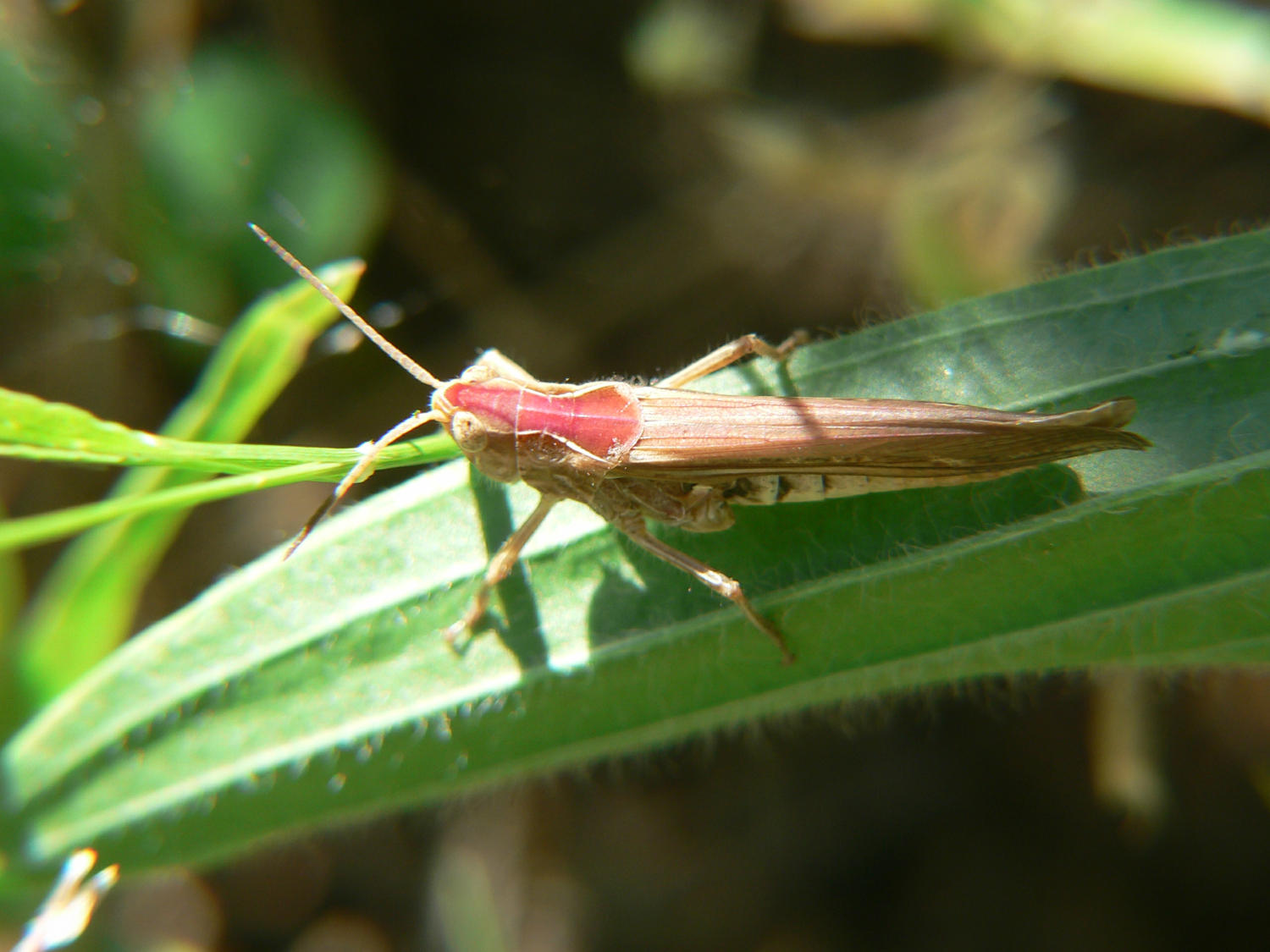 Chorthippus (Glyptobothrus) cfr. brunneus (rosaceo)