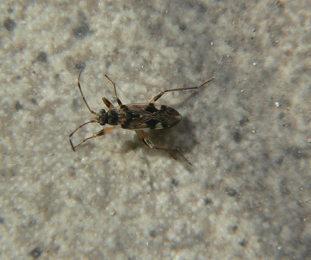 Miridae da identificare (1) [Lygaeidae: Beosus maritimus]