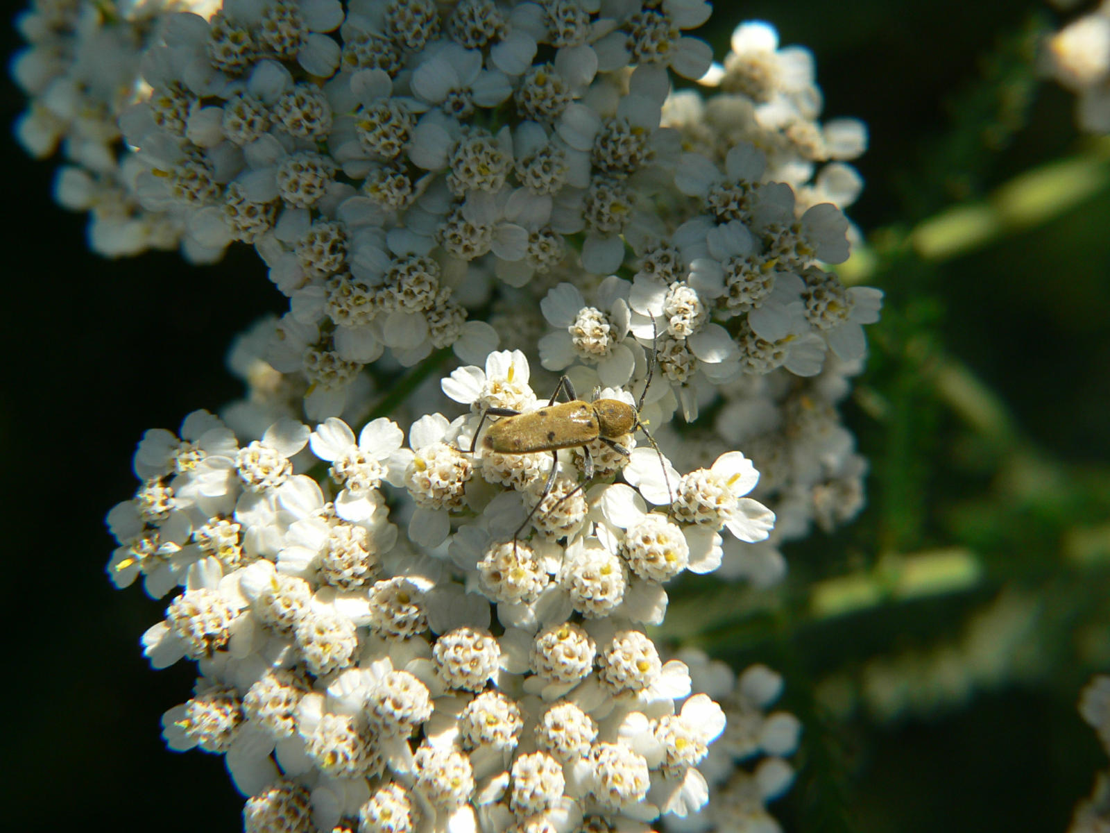 Chlorophorus glabromaculatus sul Lago di Como