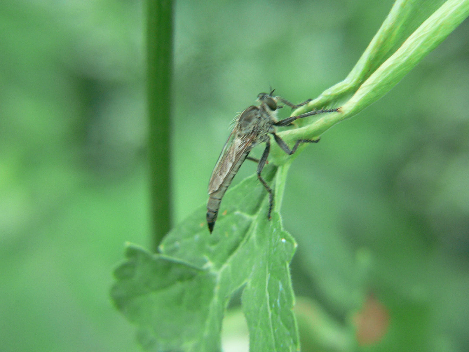 Asilidae.