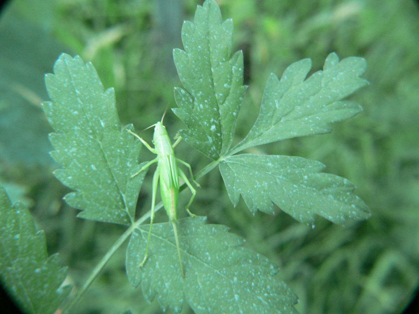 Ruspolia nitidula (ninfa)