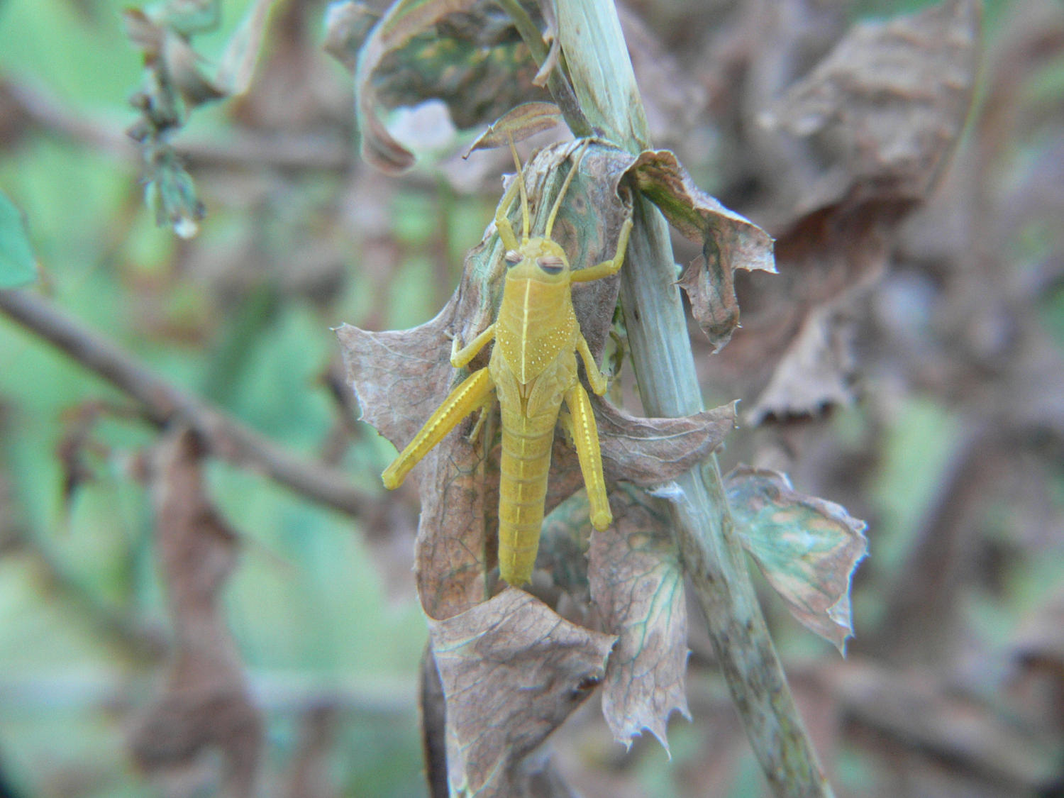 Anacridium aegyptum - ninfa - maschio