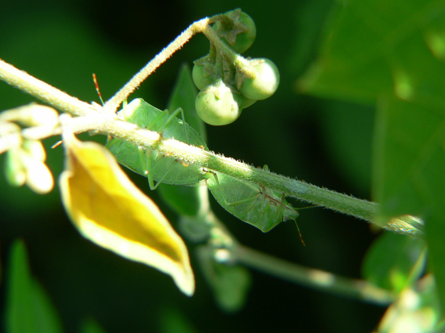 Nezara viridula - accoppiamento